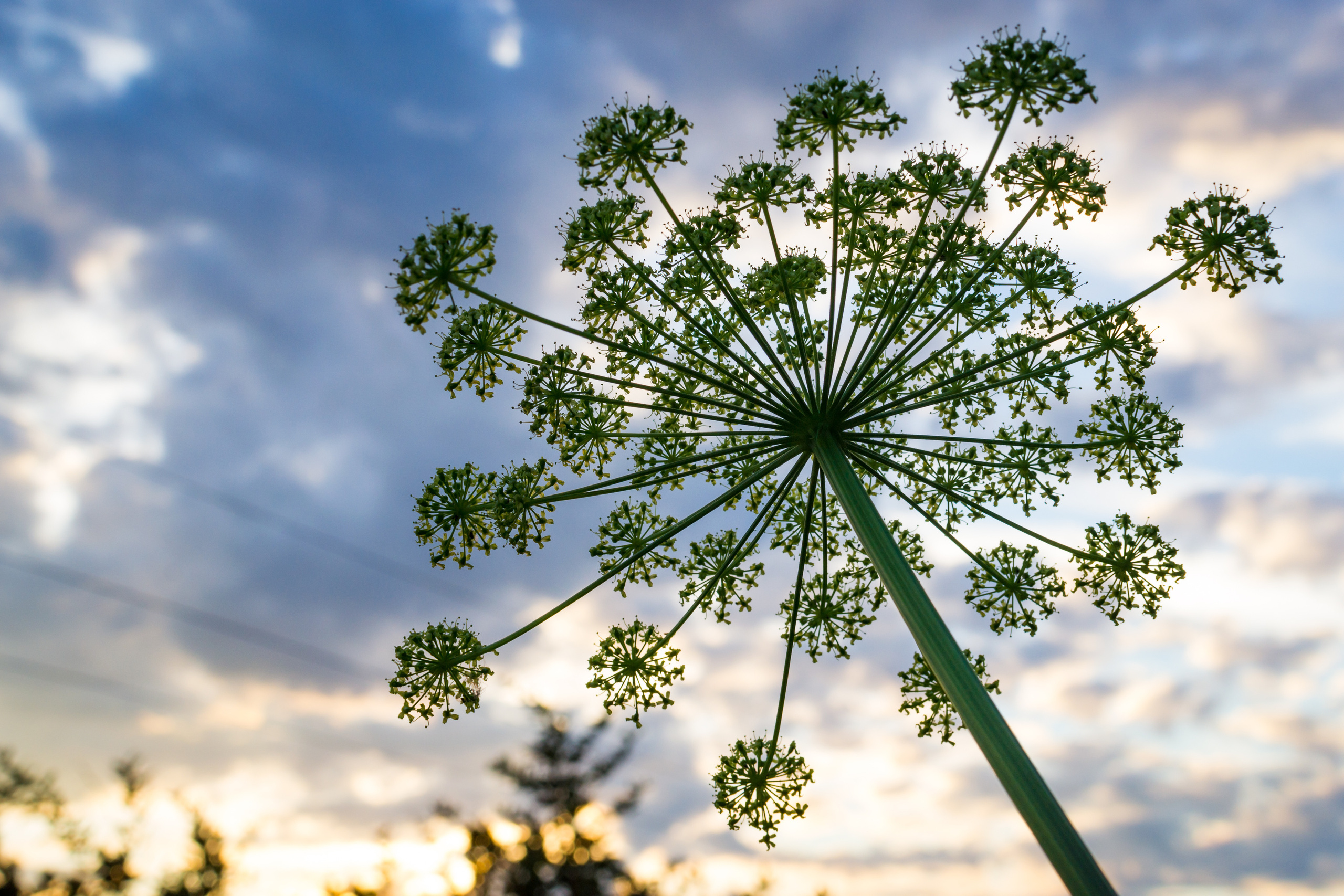 Природа. Предметный фотограф/видеограф Алексей Филатов, г. Тюмень