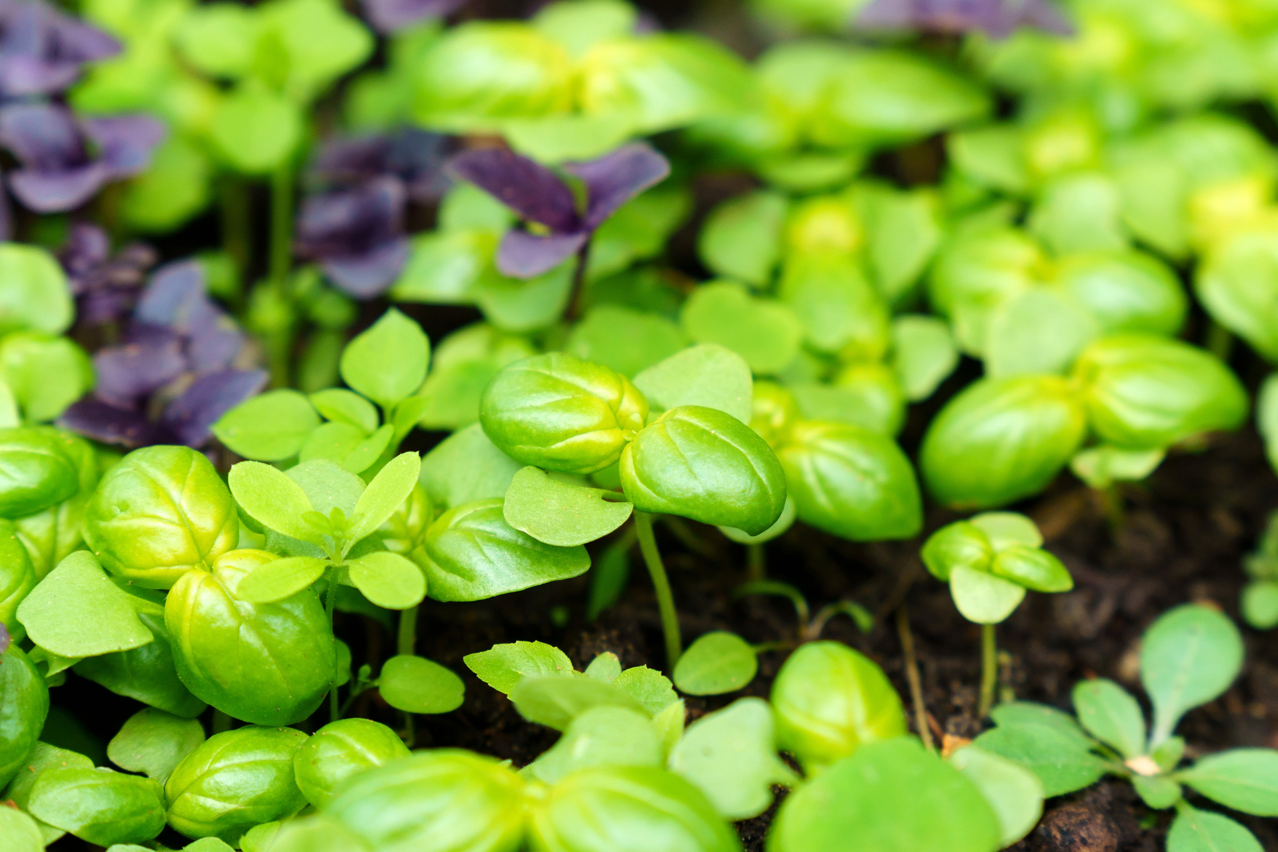 Природа. Предметный фотограф/видеограф Алексей Филатов, г. Тюмень