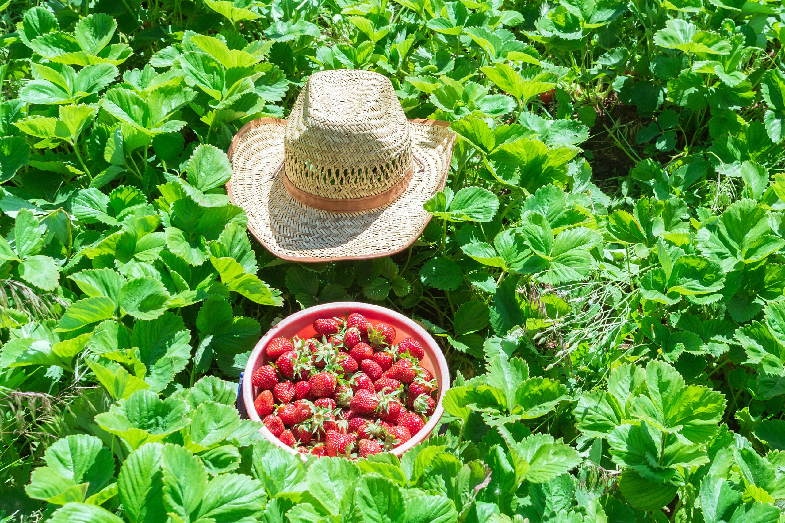 Природа. Предметный фотограф/видеограф Алексей Филатов, г. Тюмень