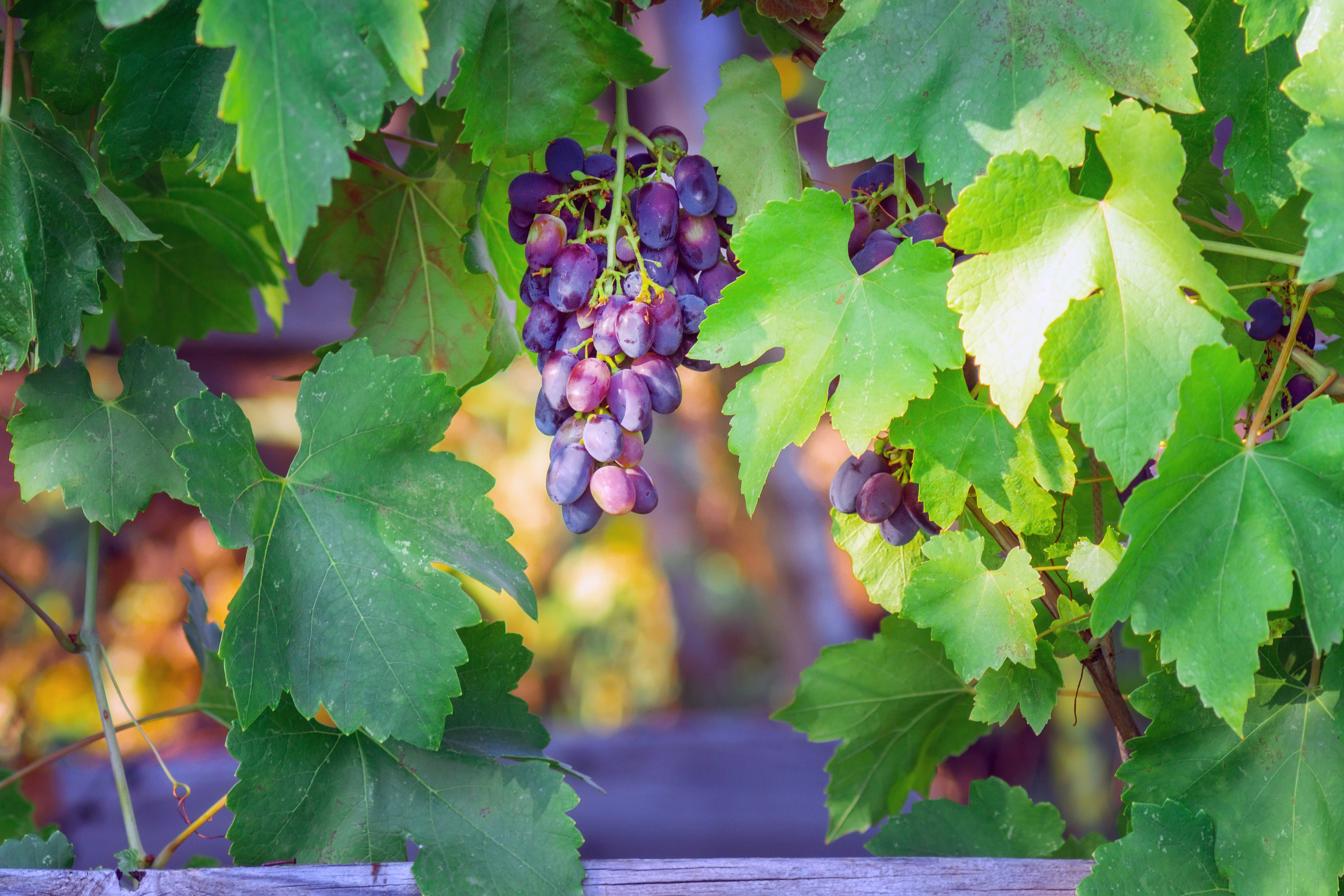 Природа. Предметный фотограф/видеограф Алексей Филатов, г. Тюмень