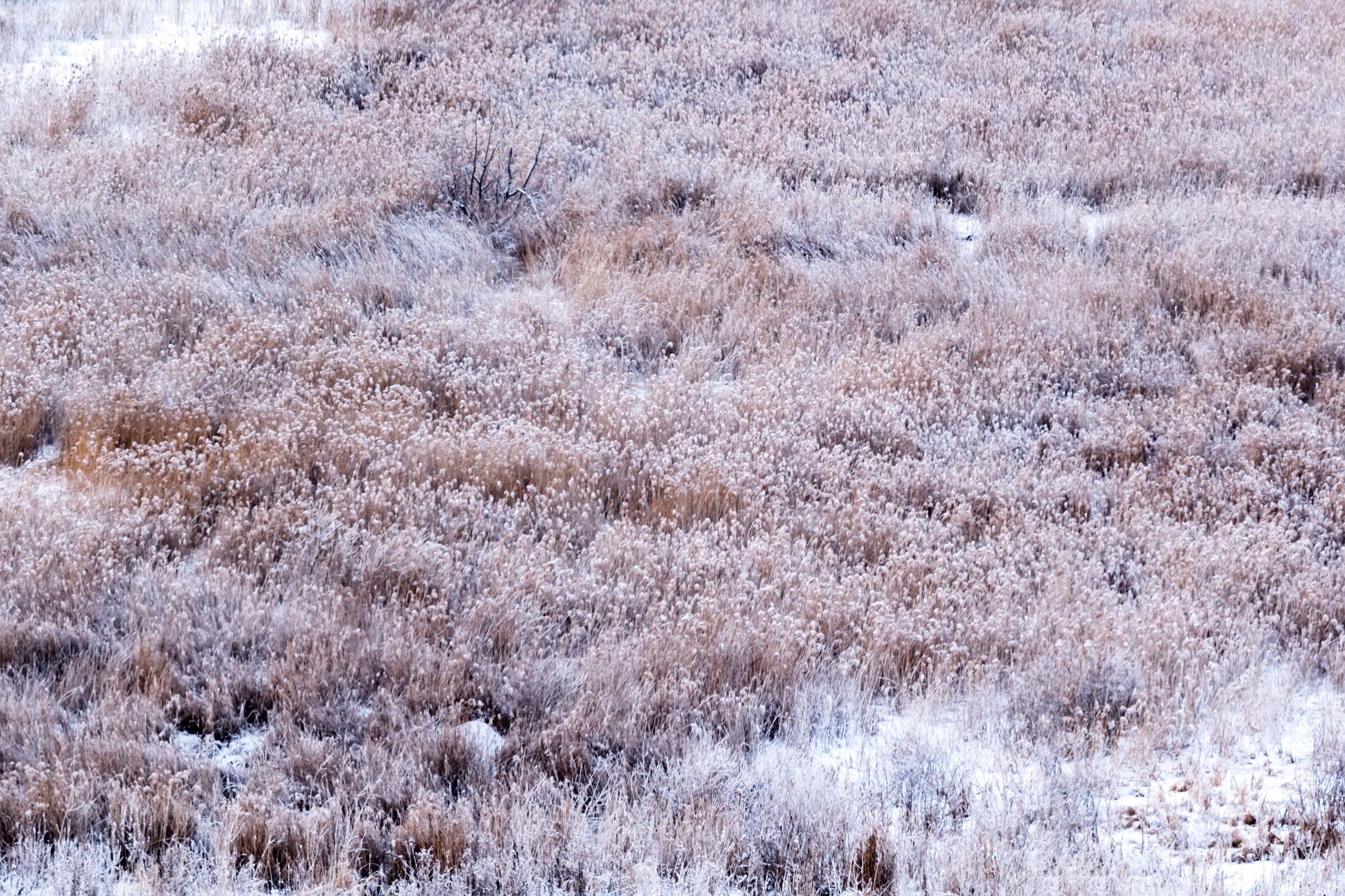 Природа. Предметный фотограф/видеограф Алексей Филатов, г. Тюмень