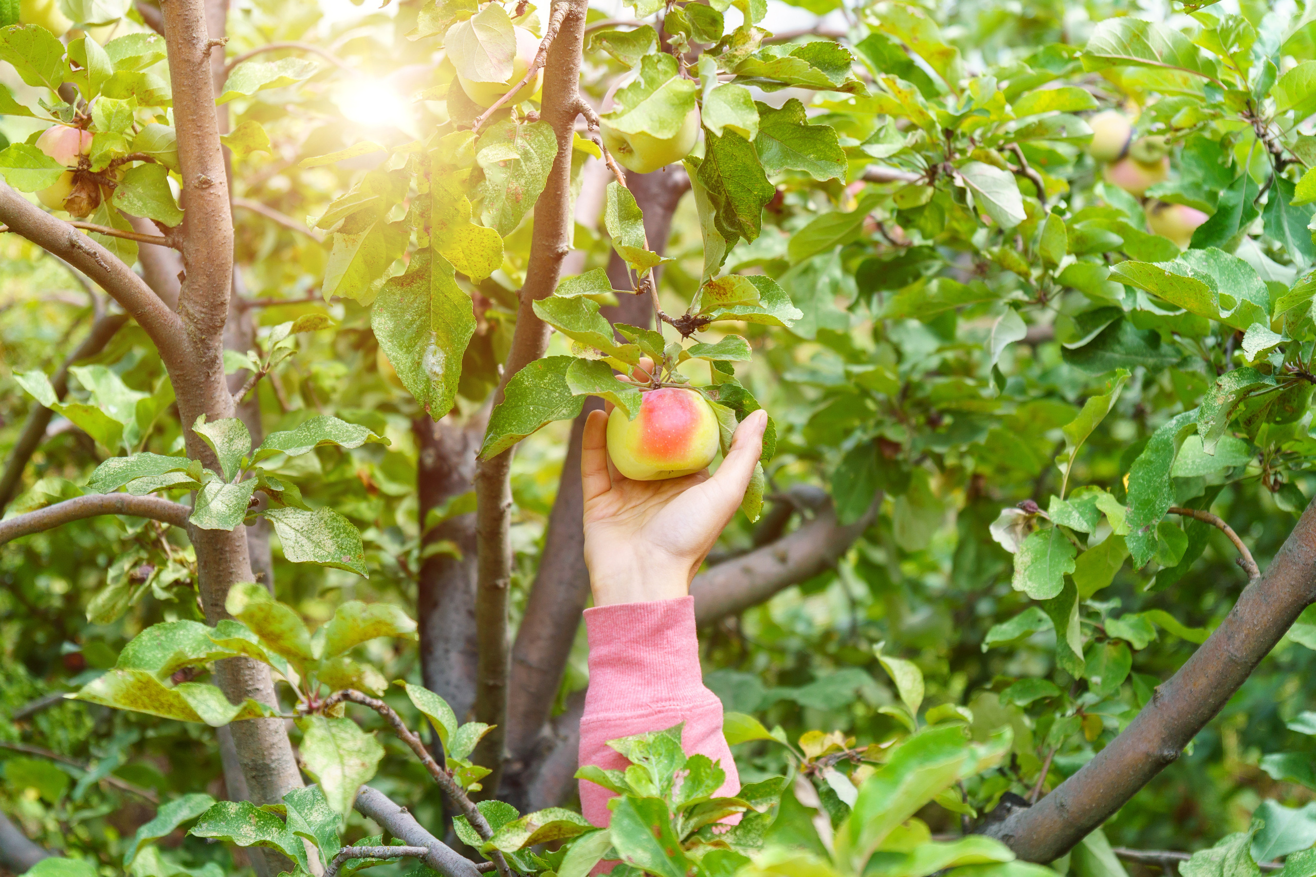 Природа. Предметный фотограф/видеограф Алексей Филатов, г. Тюмень