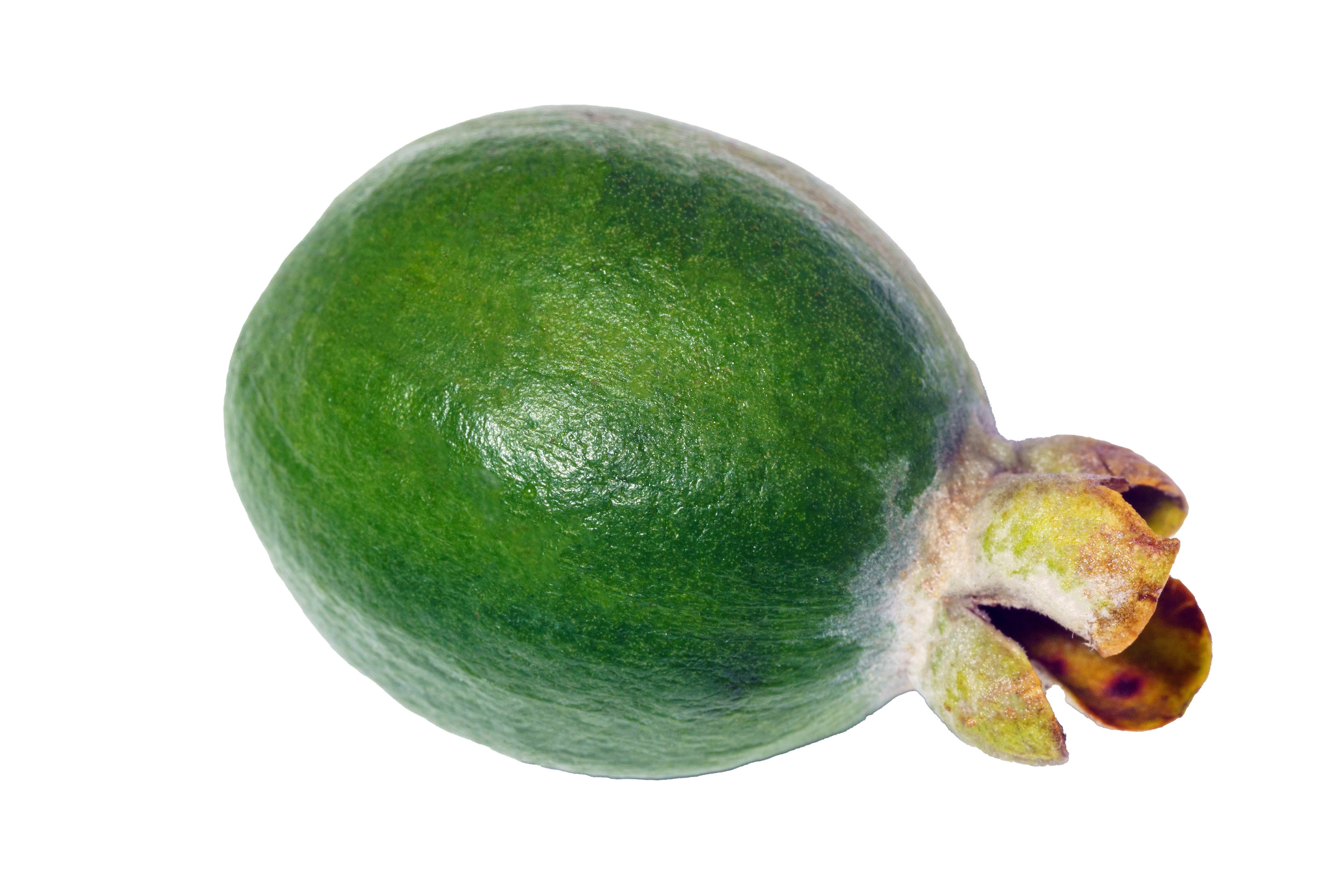 На белом фоне (изоляты). Предметный фотограф/видеограф Алексей Филатов, г. Тюмень