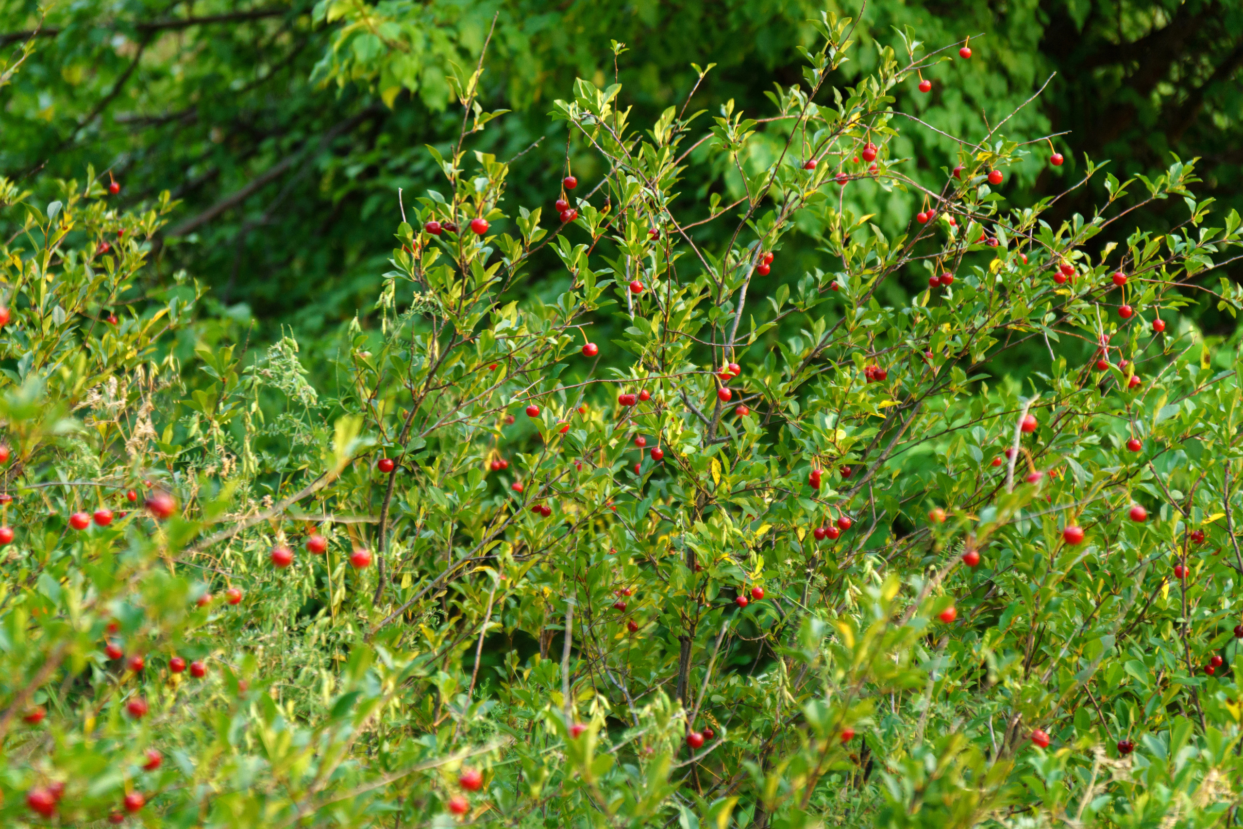 Природа. Предметный фотограф/видеограф Алексей Филатов, г. Тюмень