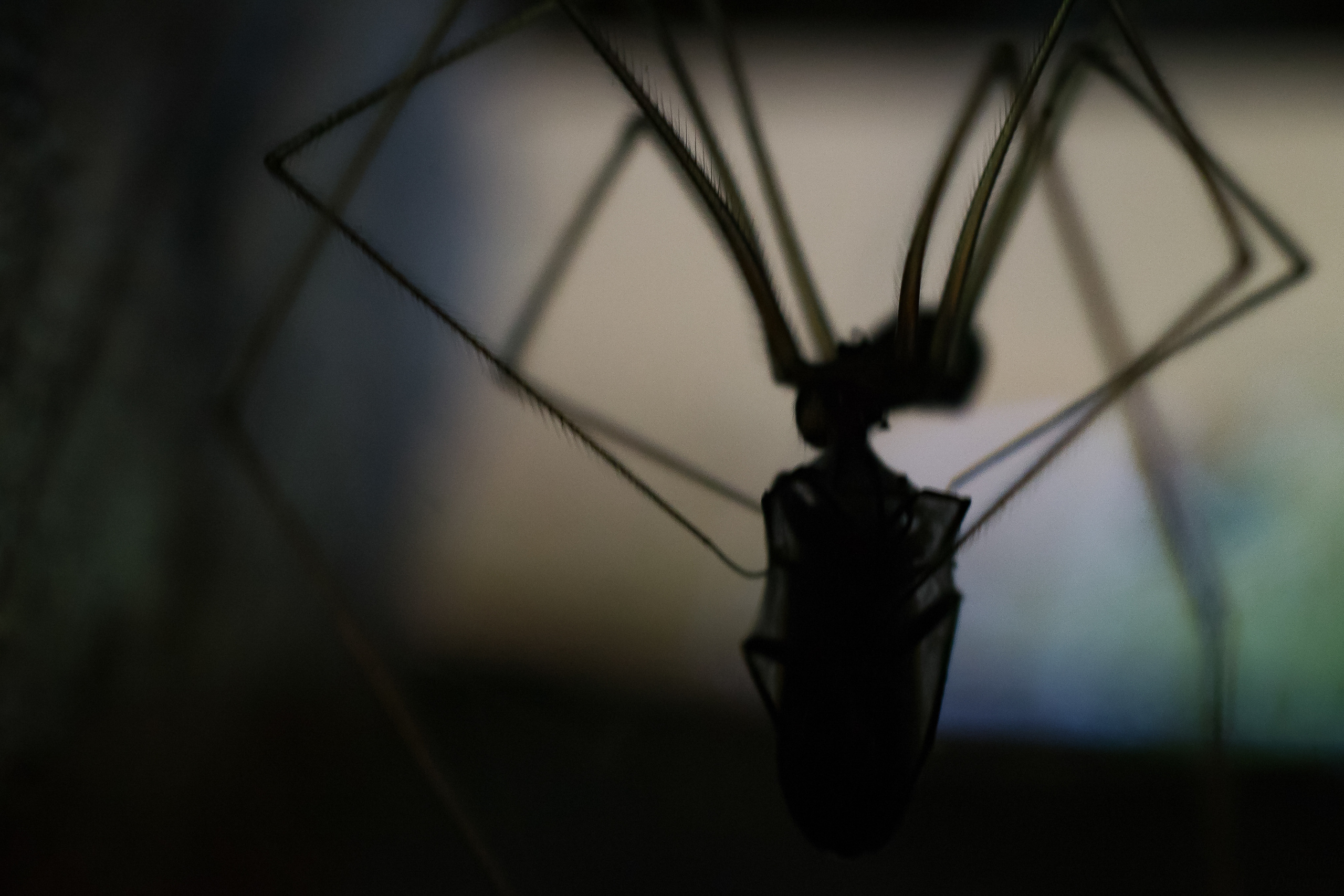 Макро. Предметный фотограф/видеограф Алексей Филатов, г. Тюмень