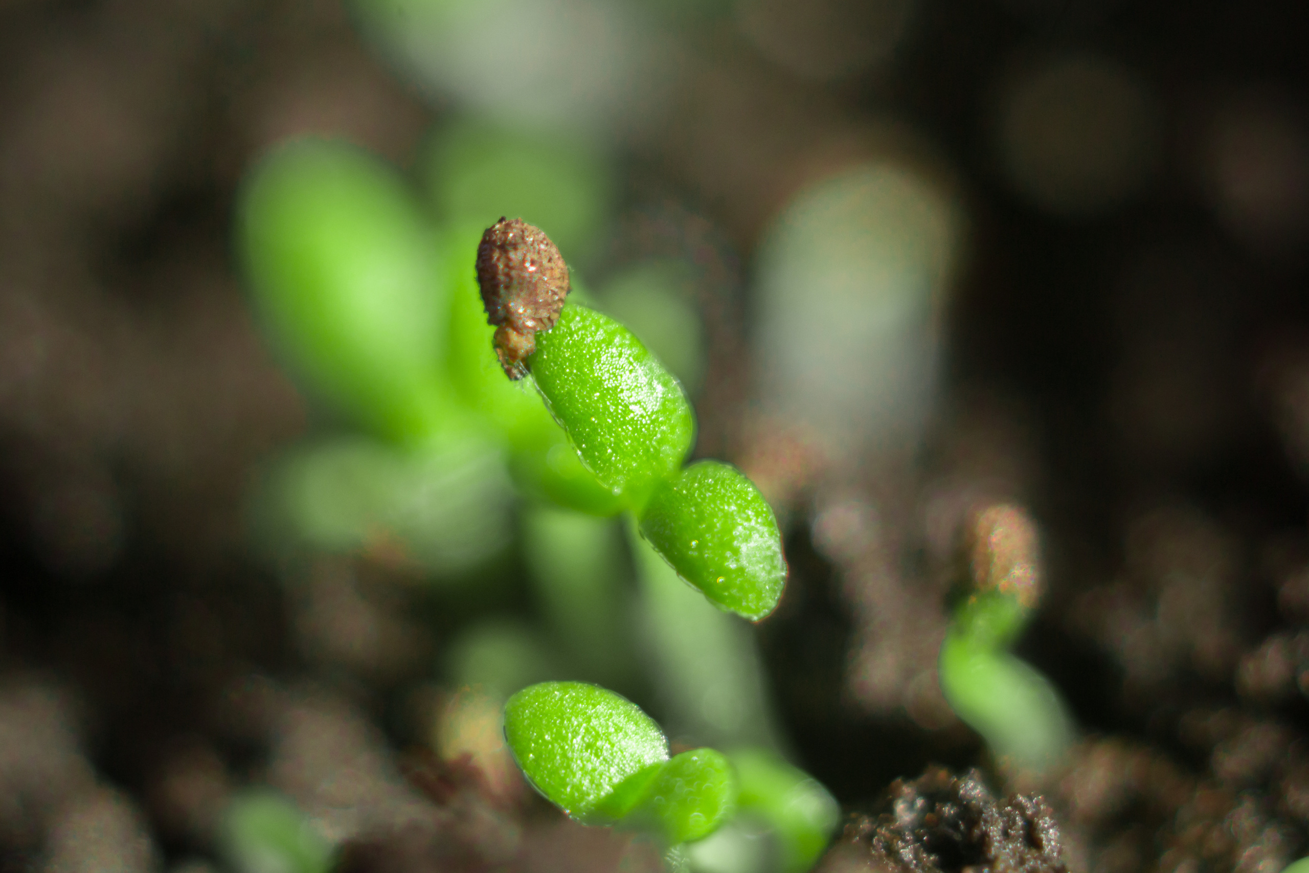Макро. Предметный фотограф/видеограф Алексей Филатов, г. Тюмень