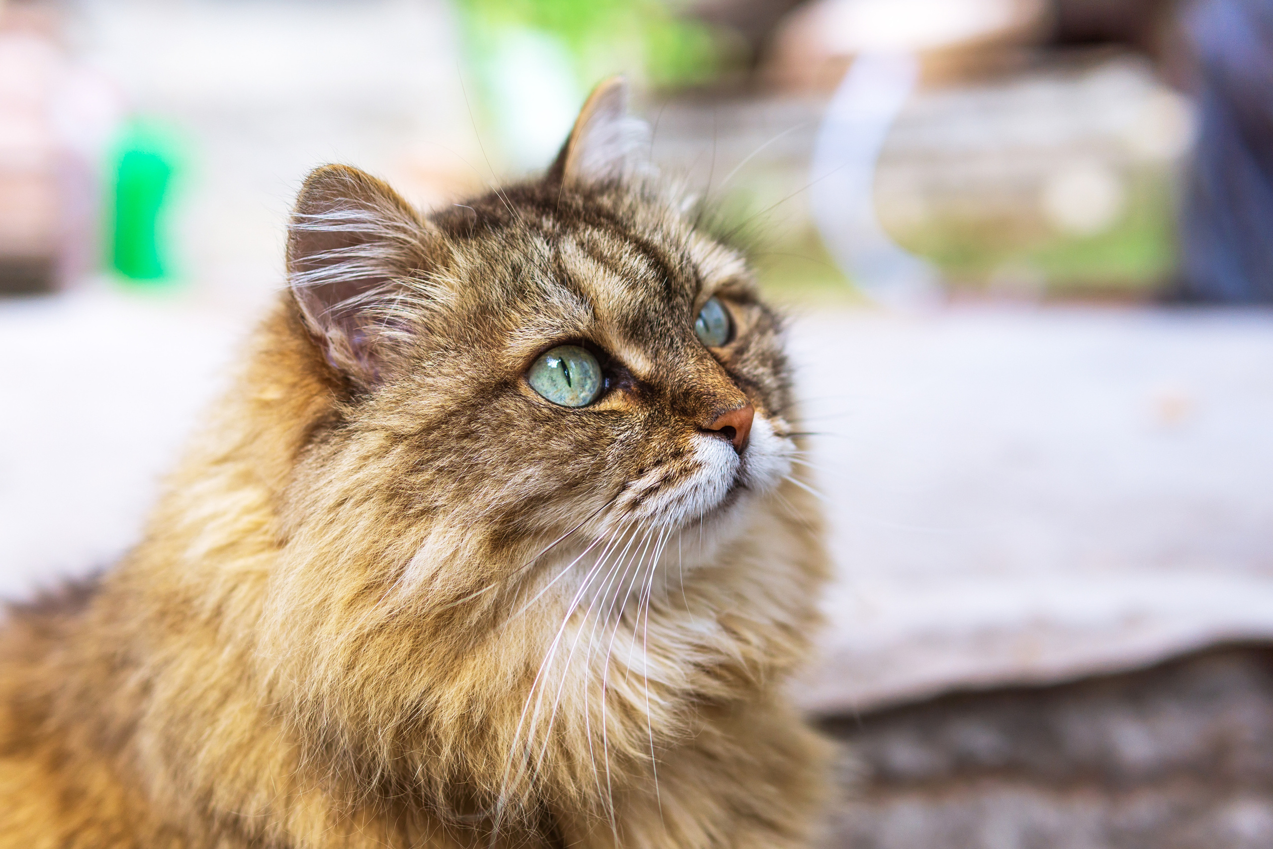 Природа. Предметный фотограф/видеограф Алексей Филатов, г. Тюмень