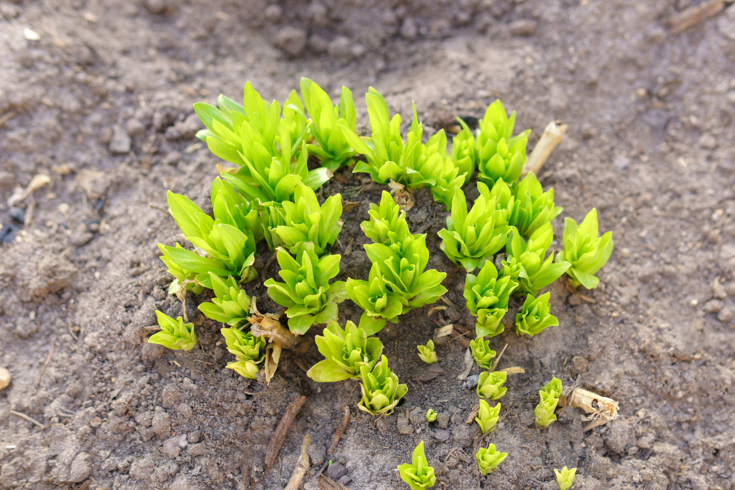 Природа. Предметный фотограф/видеограф Алексей Филатов, г. Тюмень