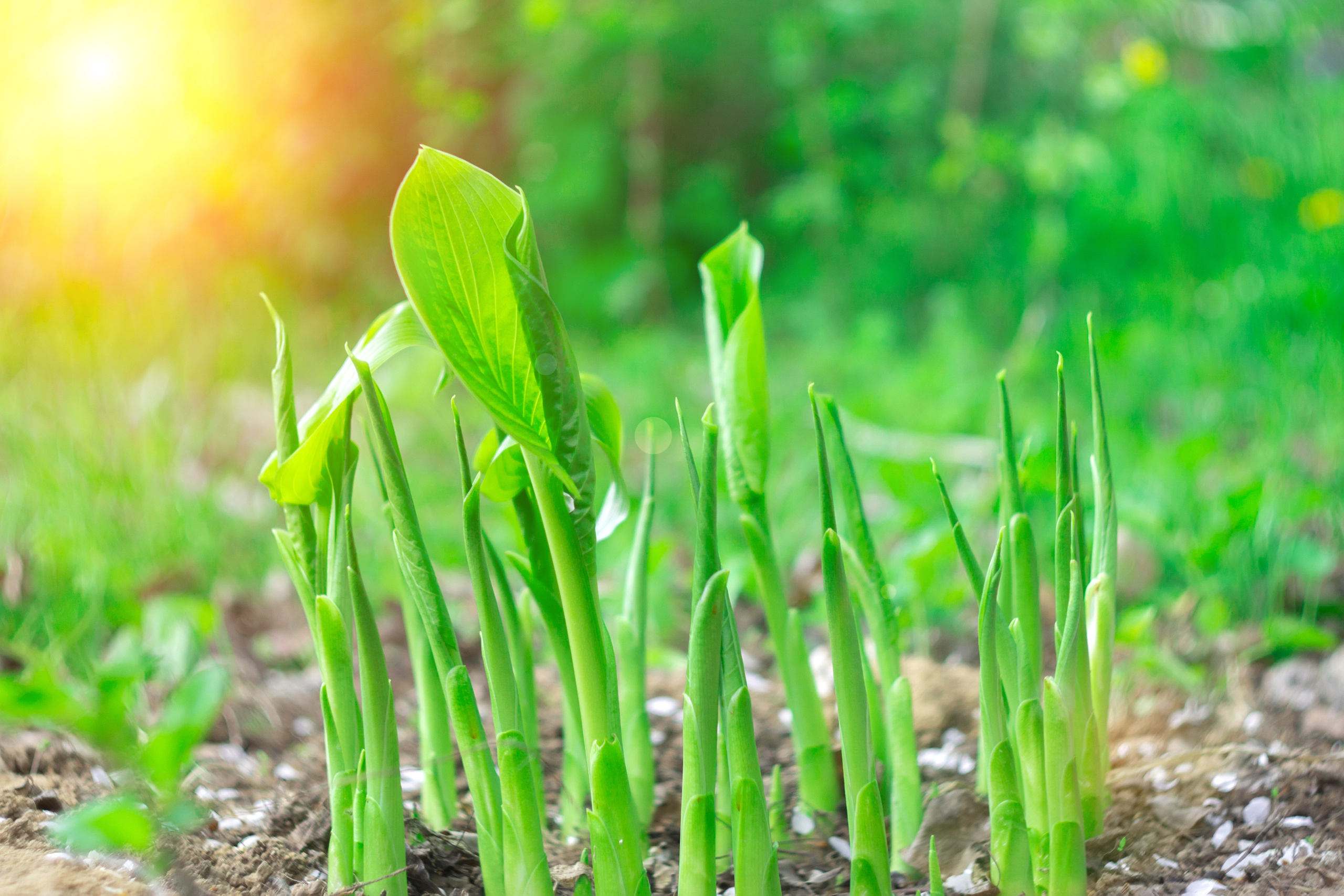 Природа. Предметный фотограф/видеограф Алексей Филатов, г. Тюмень