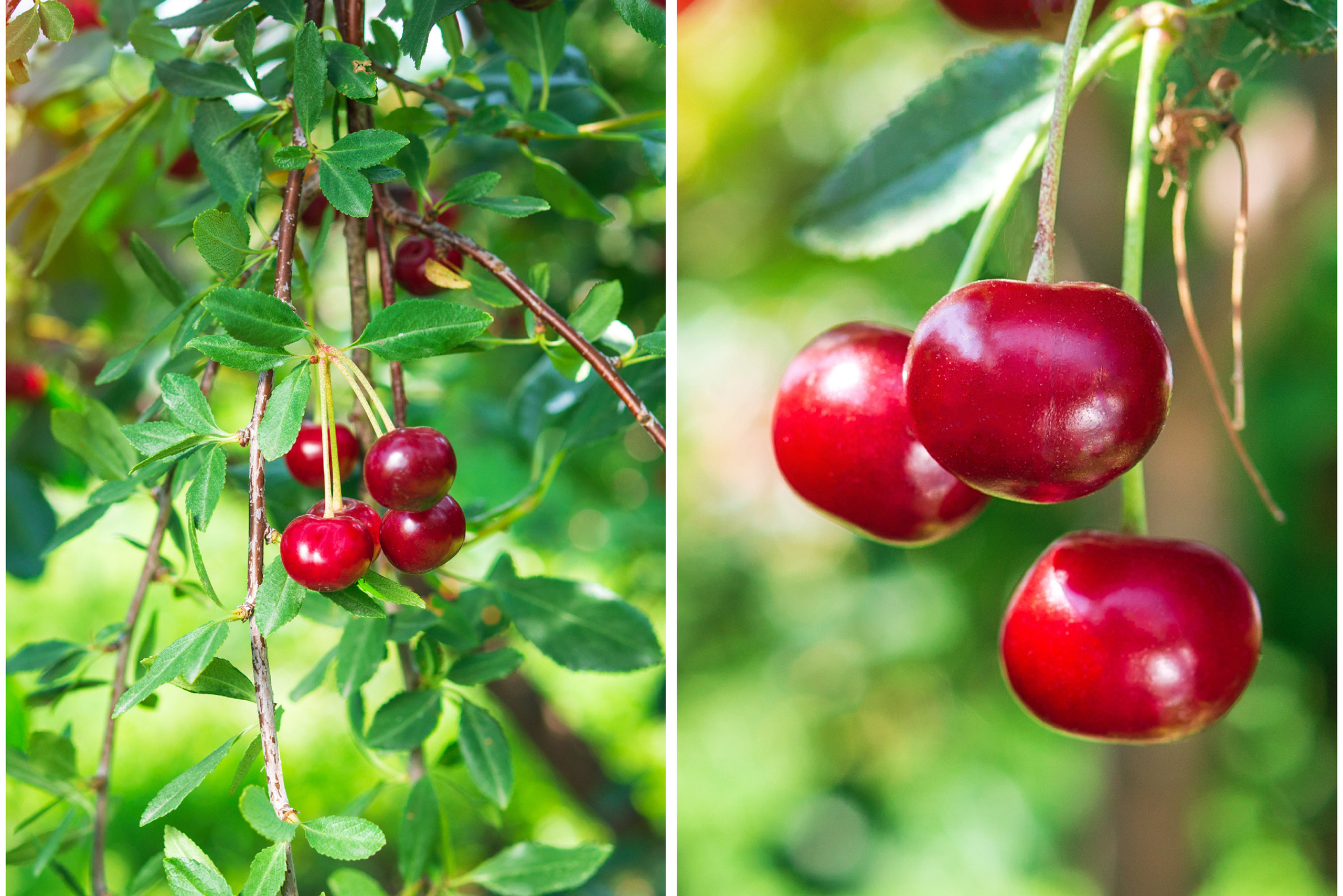 Коллаж. Предметный фотограф/видеограф Алексей Филатов, г. Тюмень
