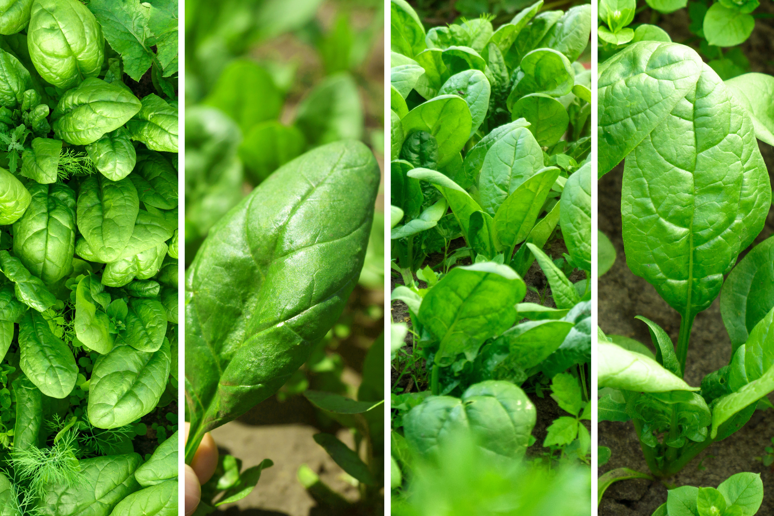 Коллаж. Предметный фотограф/видеограф Алексей Филатов, г. Тюмень