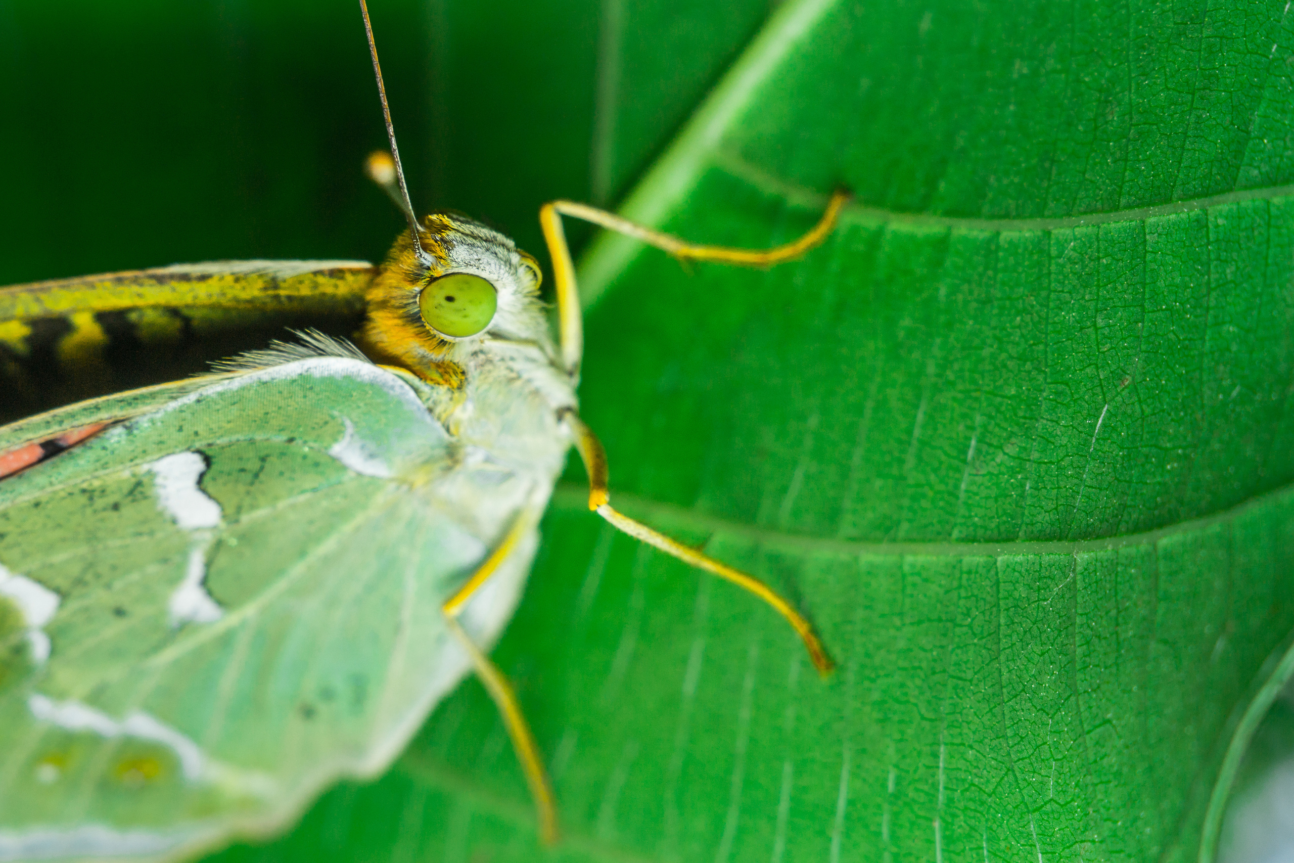 Макро. Предметный фотограф/видеограф Алексей Филатов, г. Тюмень