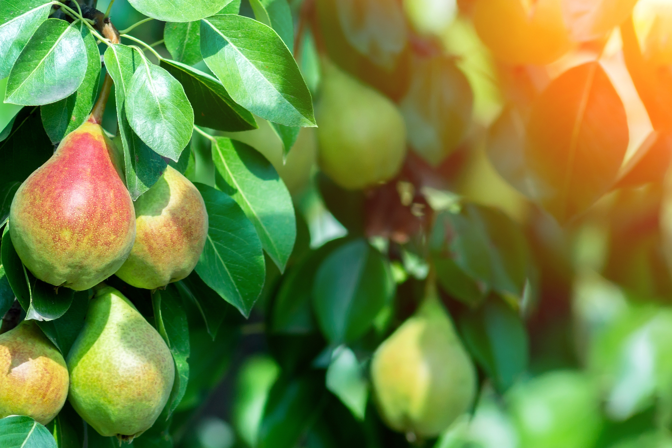 Природа. Предметный фотограф/видеограф Алексей Филатов, г. Тюмень