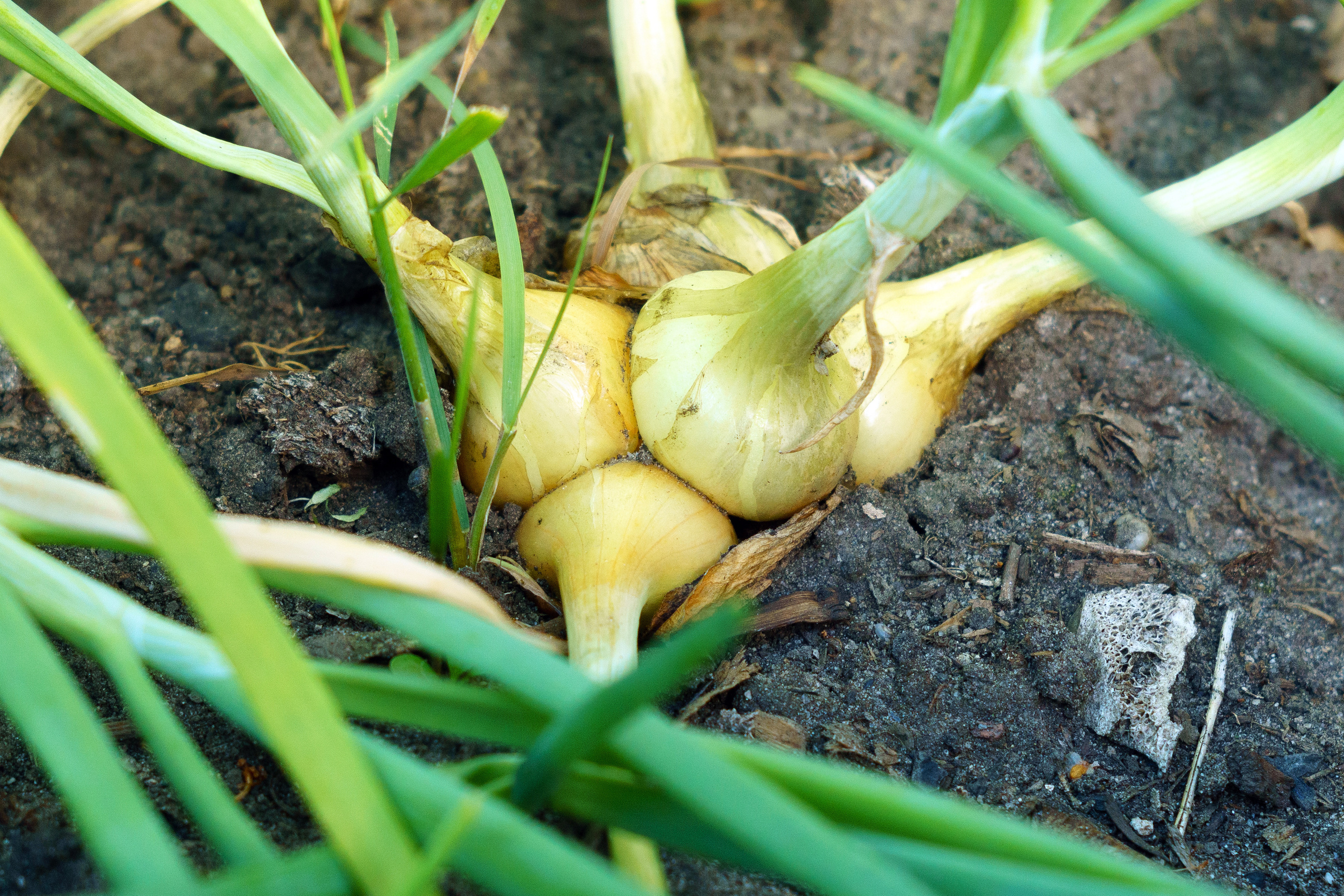 Природа. Предметный фотограф/видеограф Алексей Филатов, г. Тюмень