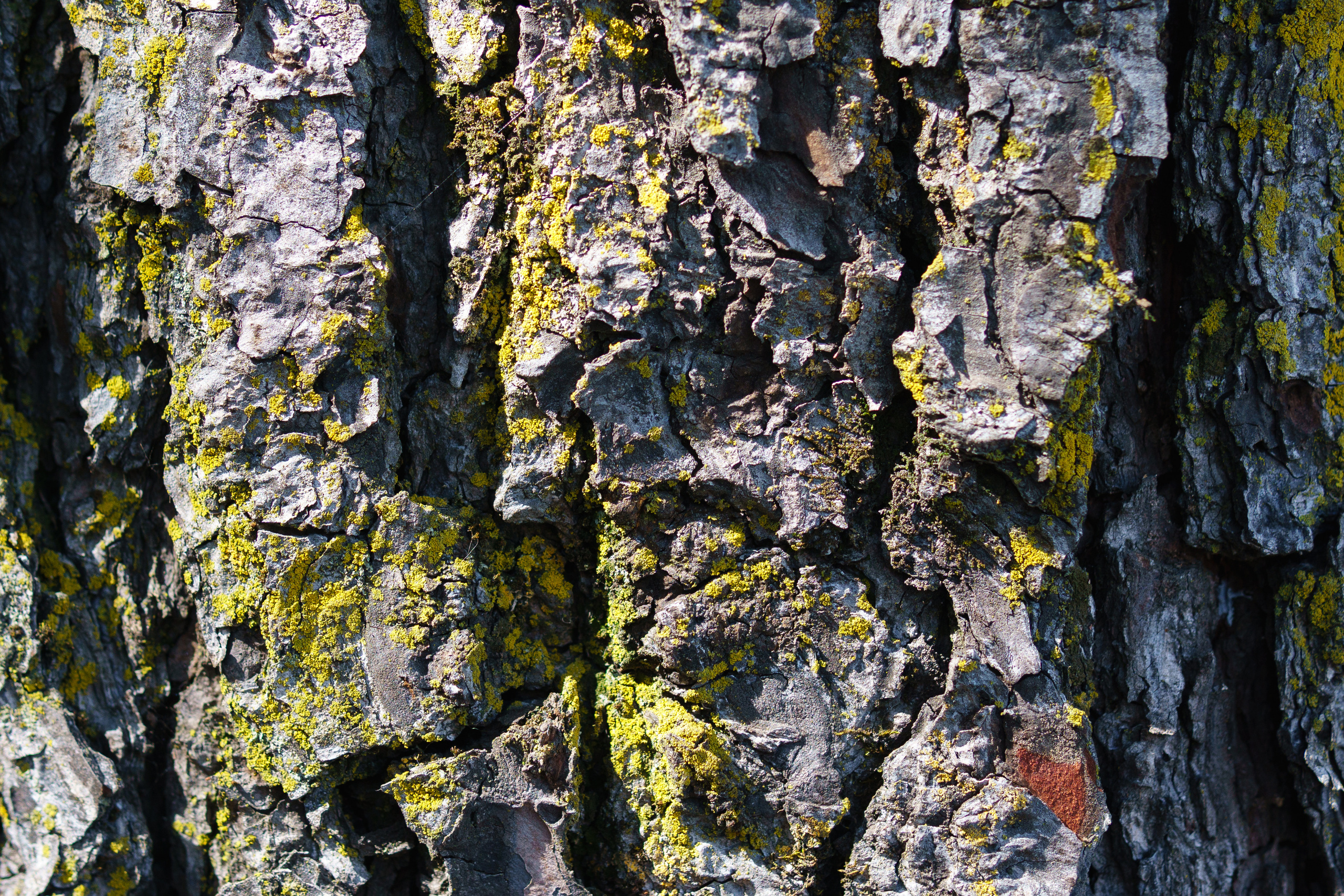 Природа. Предметный фотограф/видеограф Алексей Филатов, г. Тюмень