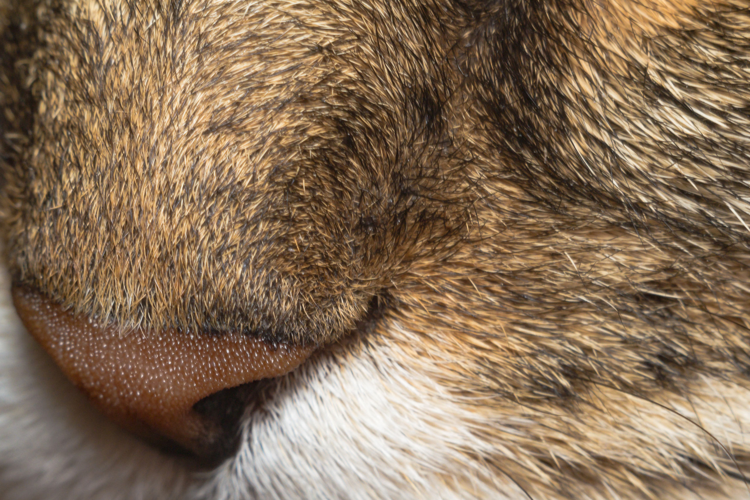 Макро. Предметный фотограф/видеограф Алексей Филатов, г. Тюмень