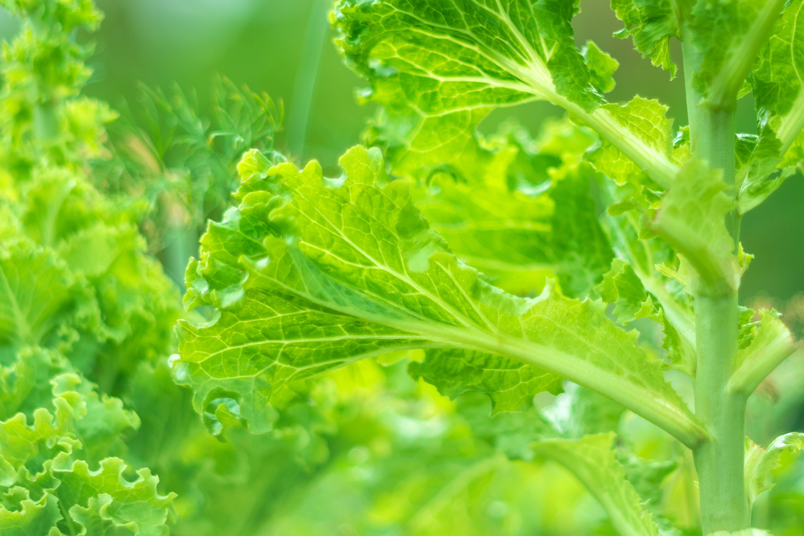 Природа. Предметный фотограф/видеограф Алексей Филатов, г. Тюмень