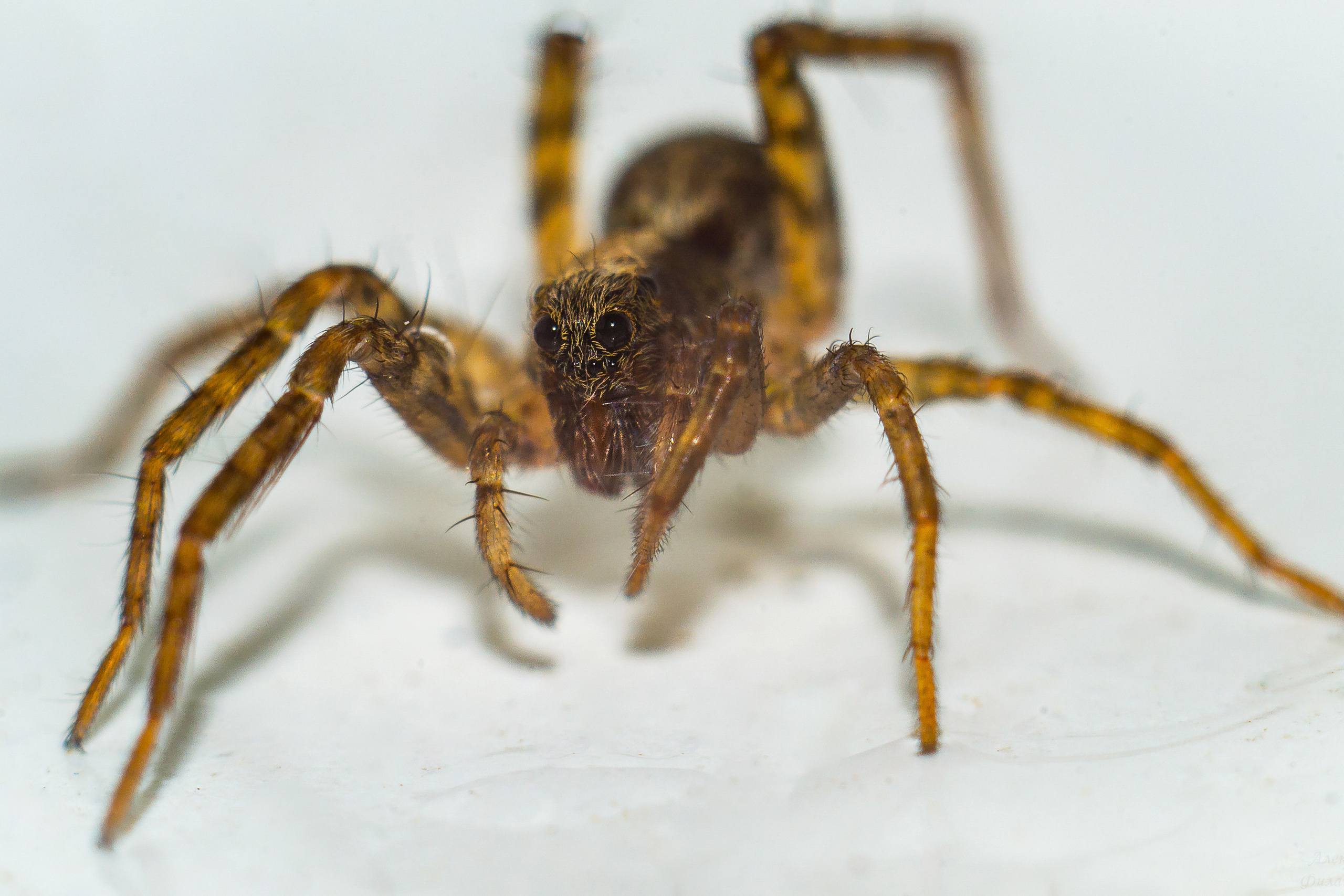 Макро. Предметный фотограф/видеограф Алексей Филатов, г. Тюмень
