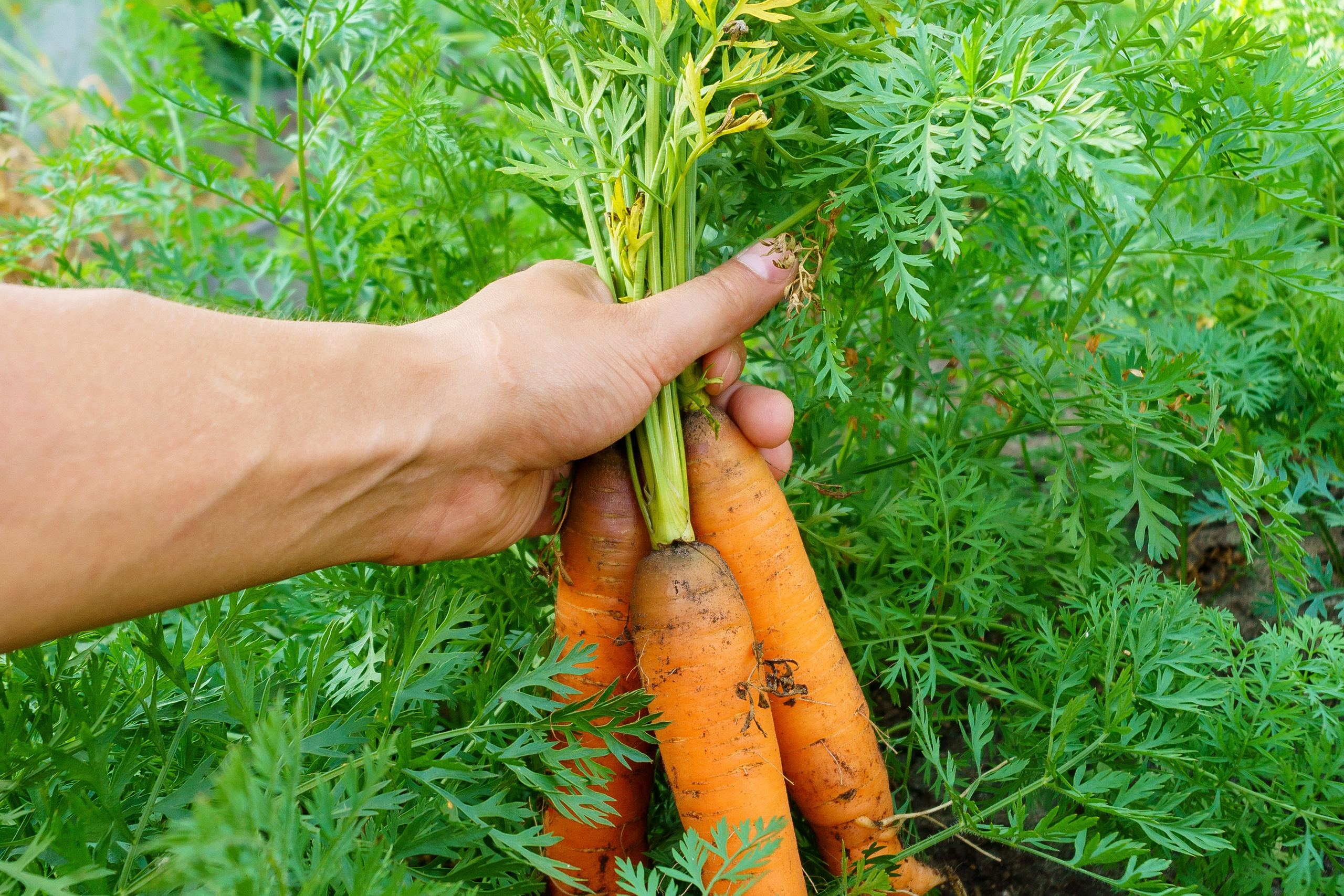 Природа. Предметный фотограф/видеограф Алексей Филатов, г. Тюмень