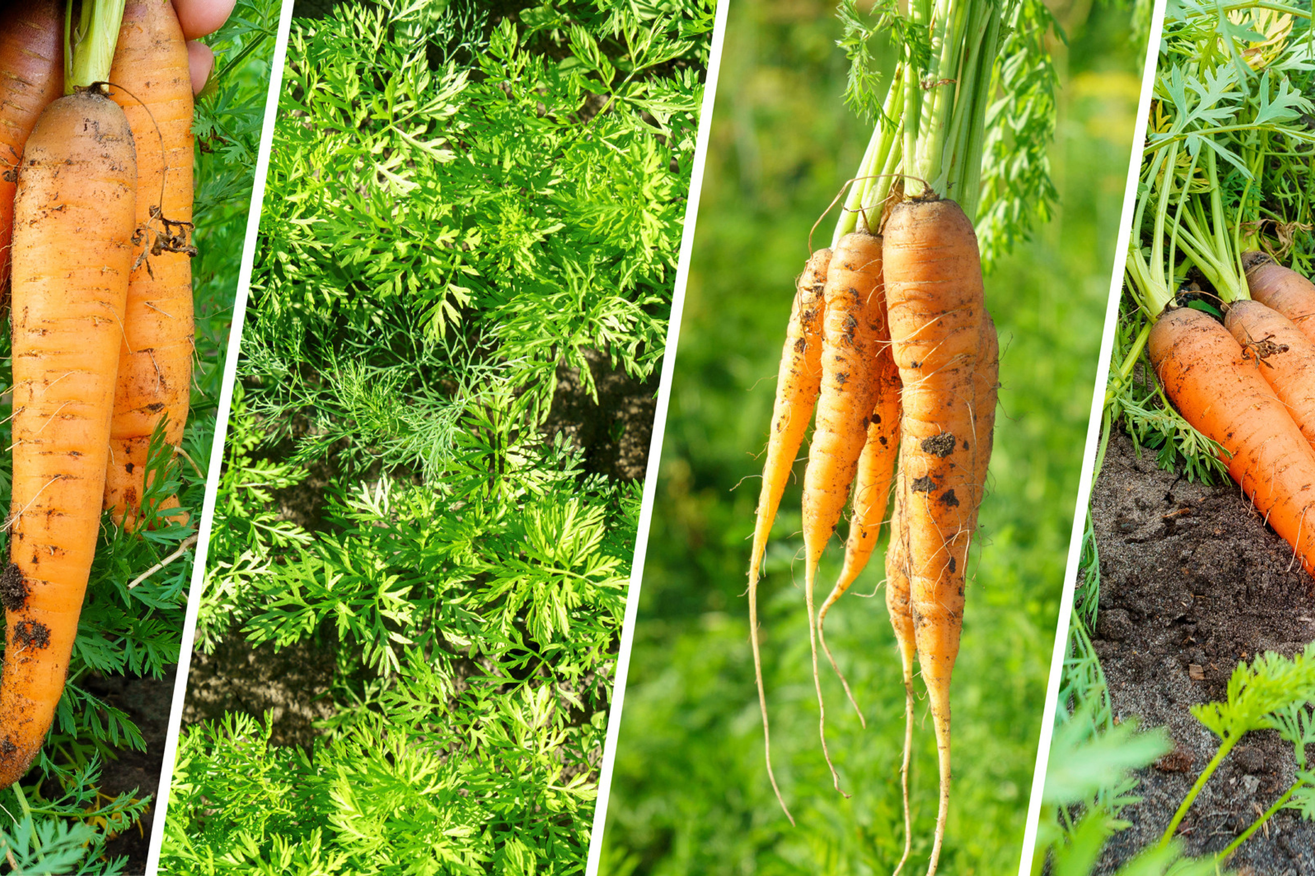 Коллаж. Предметный фотограф/видеограф Алексей Филатов, г. Тюмень