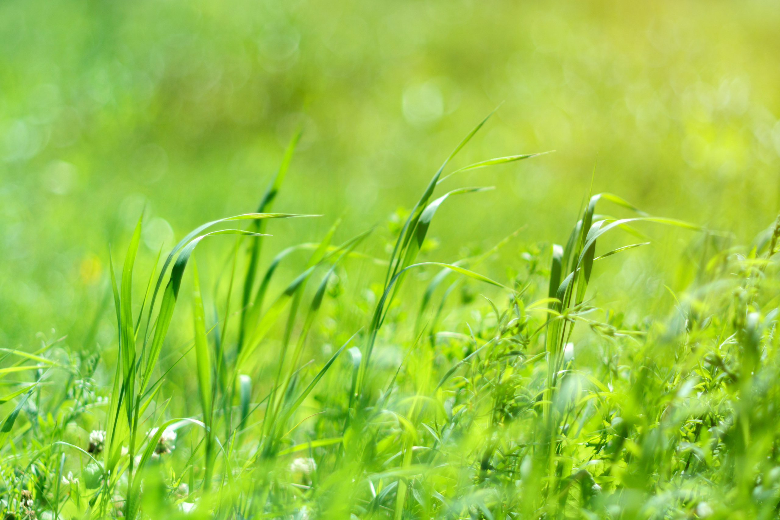 Природа. Предметный фотограф/видеограф Алексей Филатов, г. Тюмень