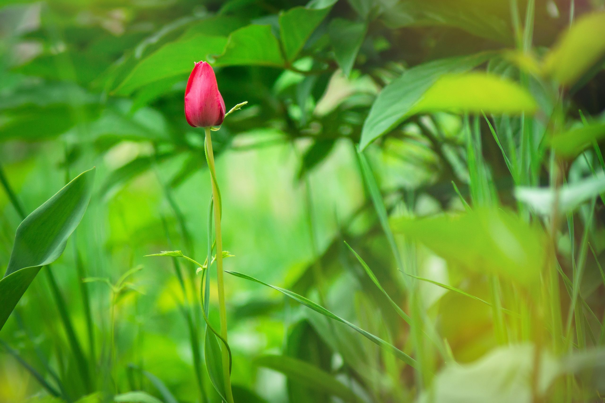 Природа. Предметный фотограф/видеограф Алексей Филатов, г. Тюмень