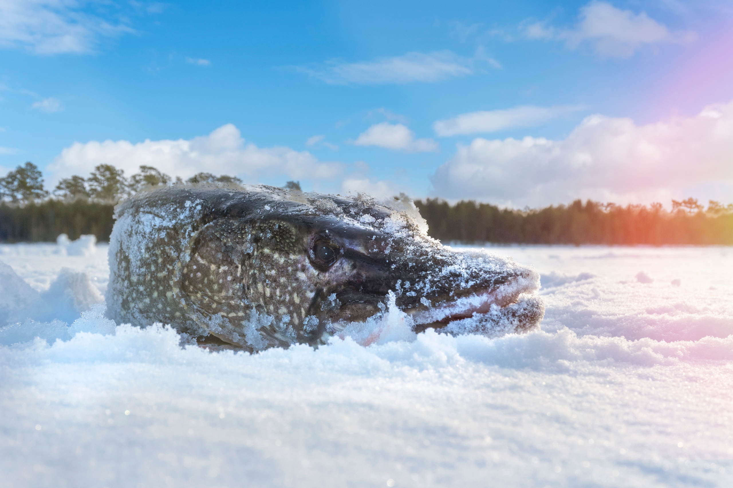 Природа. Предметный фотограф/видеограф Алексей Филатов, г. Тюмень