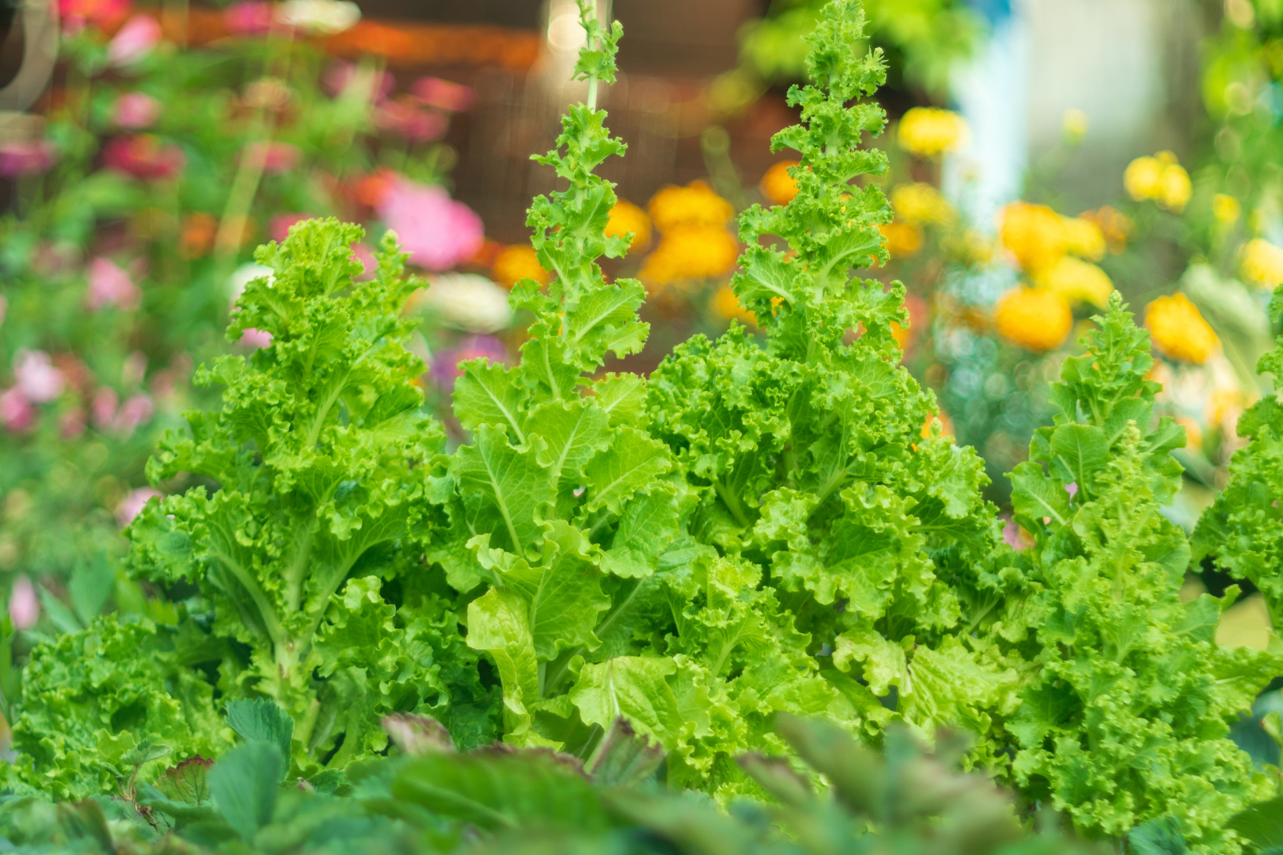 Природа. Предметный фотограф/видеограф Алексей Филатов, г. Тюмень