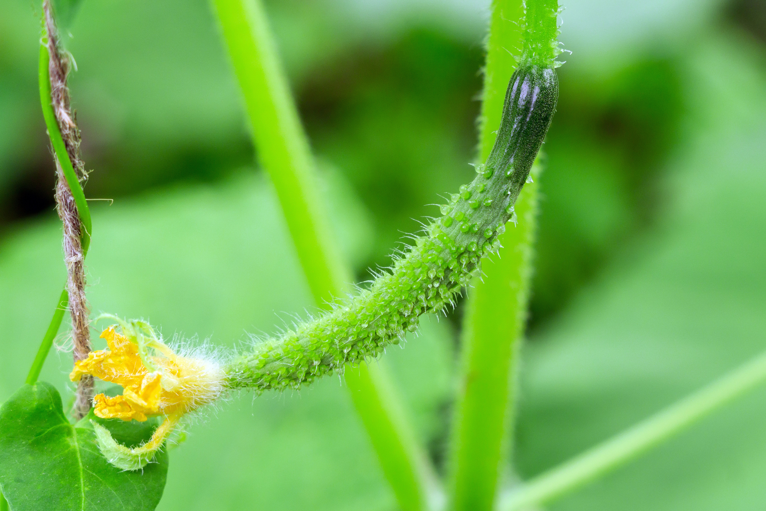 Природа. Предметный фотограф/видеограф Алексей Филатов, г. Тюмень