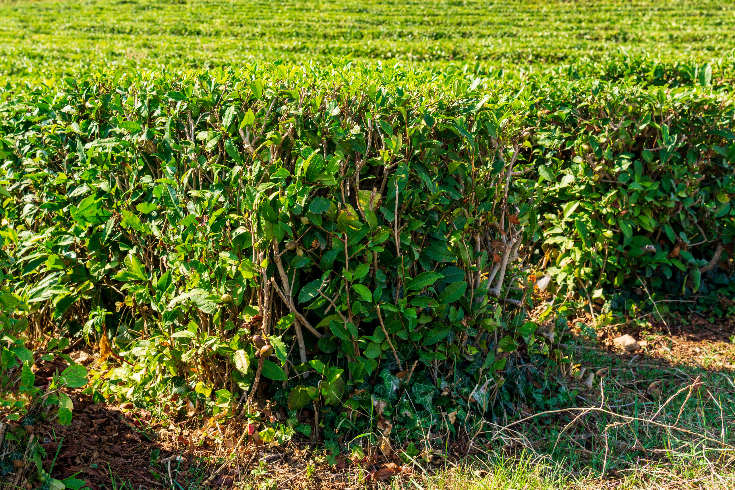 Природа. Предметный фотограф/видеограф Алексей Филатов, г. Тюмень