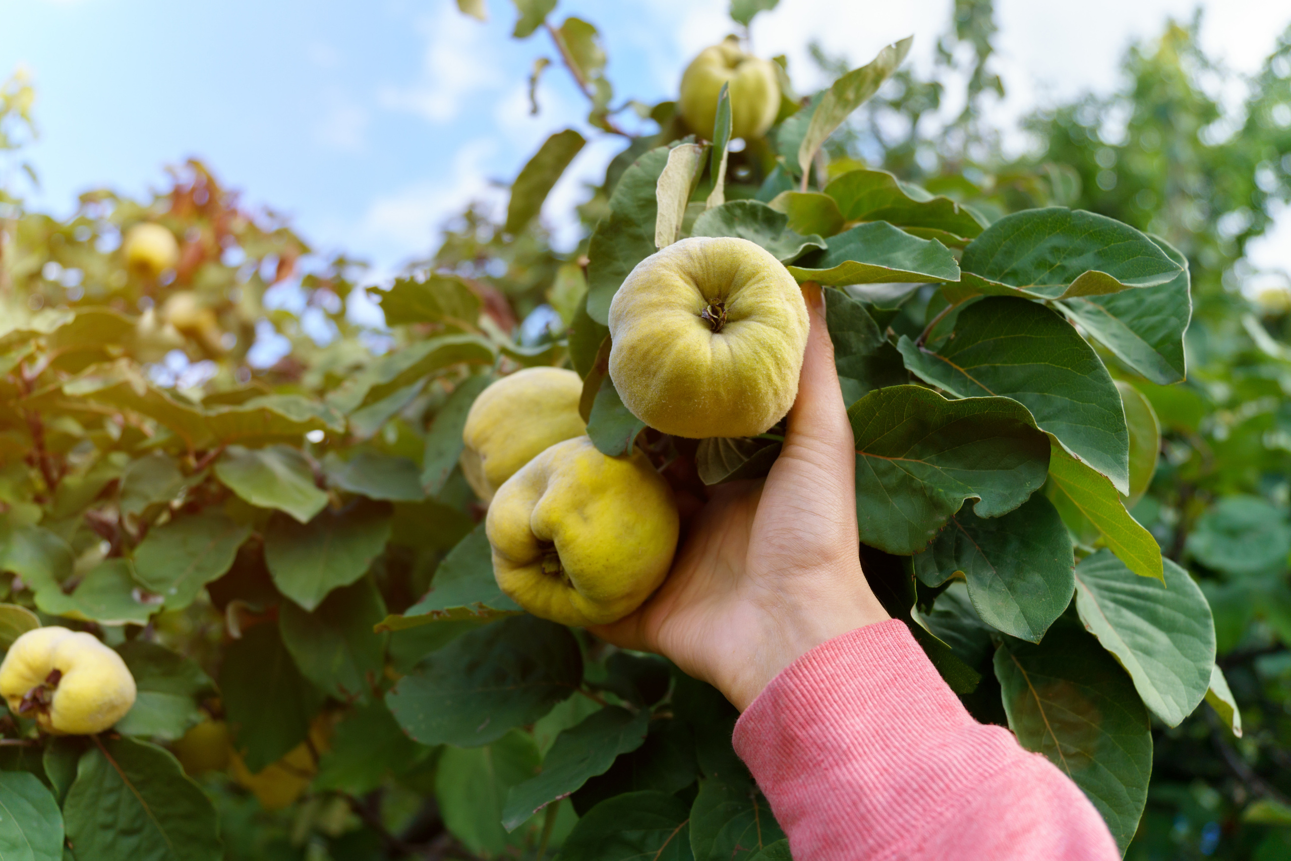 Природа. Предметный фотограф/видеограф Алексей Филатов, г. Тюмень