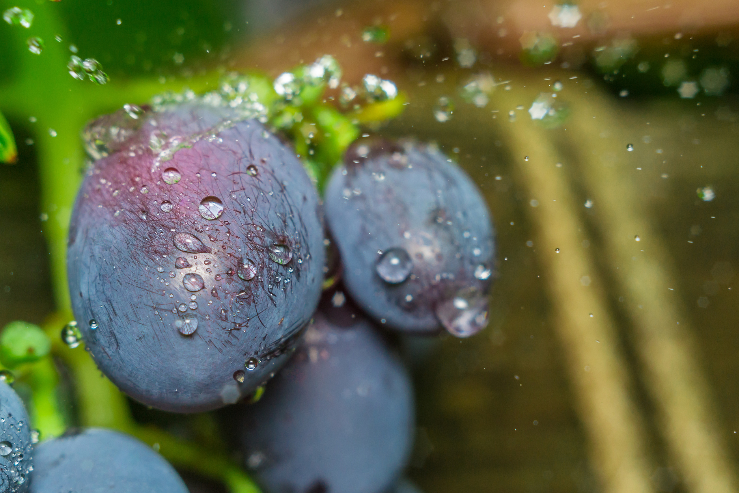 Макро. Предметный фотограф/видеограф Алексей Филатов, г. Тюмень