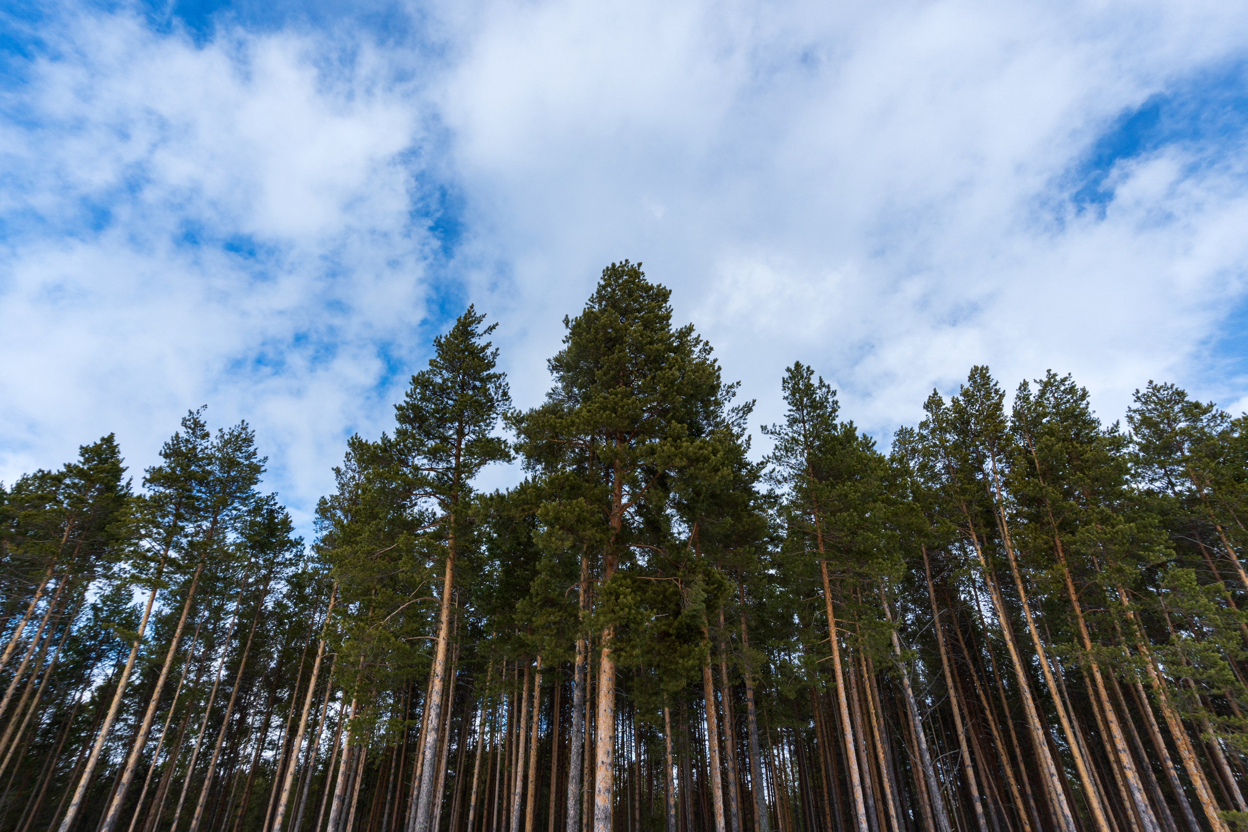 Пейзаж. Предметный фотограф/видеограф Алексей Филатов, г. Тюмень