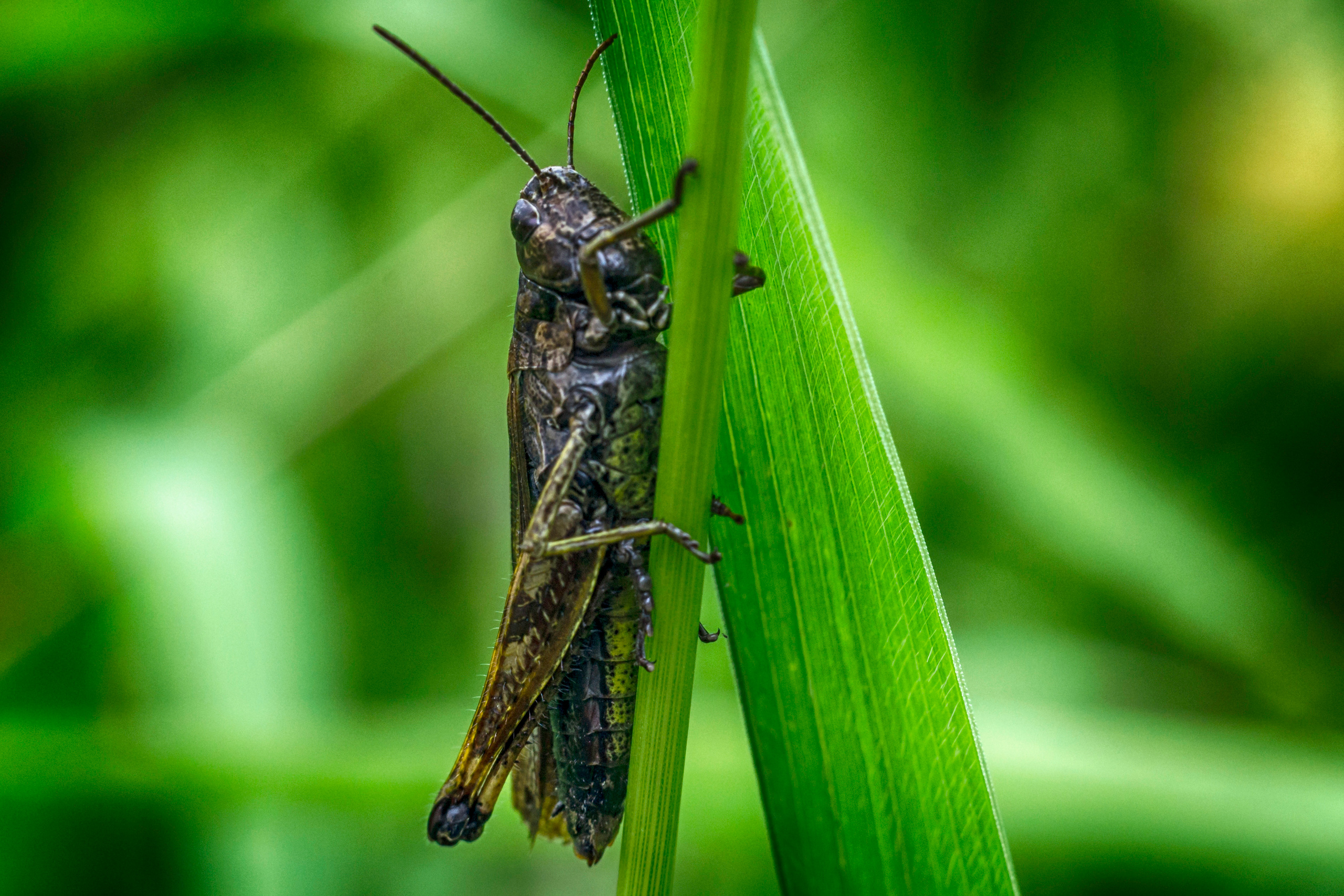 Природа. Предметный фотограф/видеограф Алексей Филатов, г. Тюмень