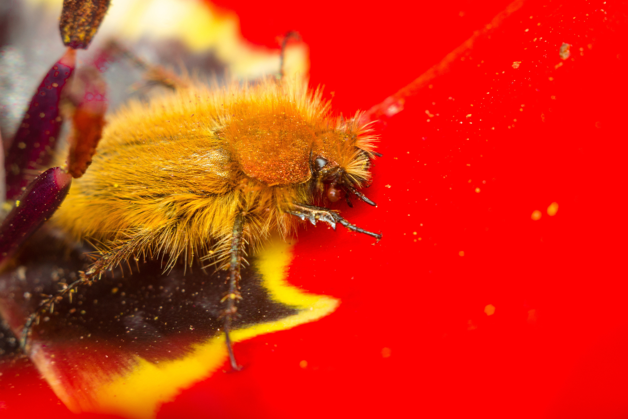 Макро. Предметный фотограф/видеограф Алексей Филатов, г. Тюмень