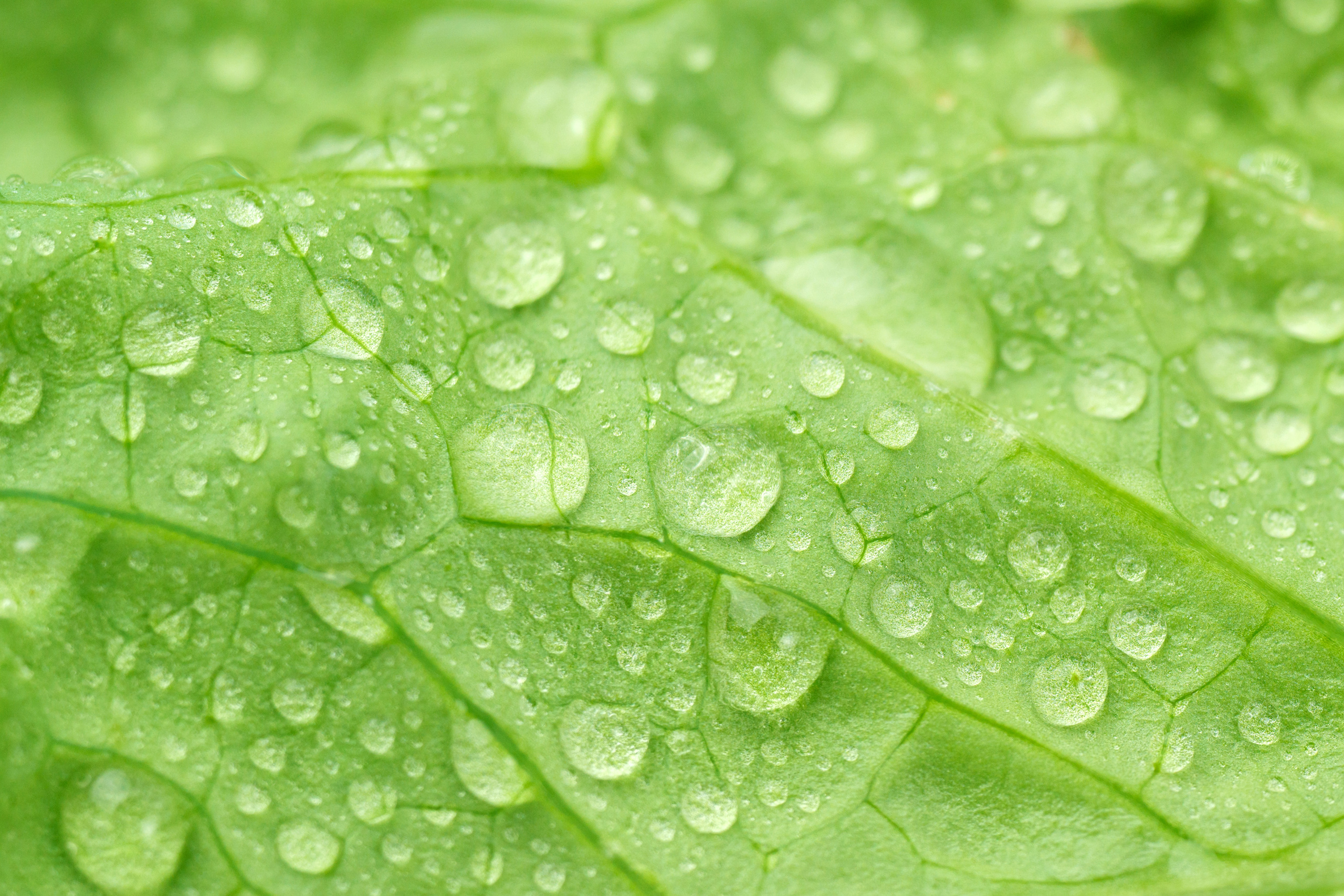 Макро. Предметный фотограф/видеограф Алексей Филатов, г. Тюмень