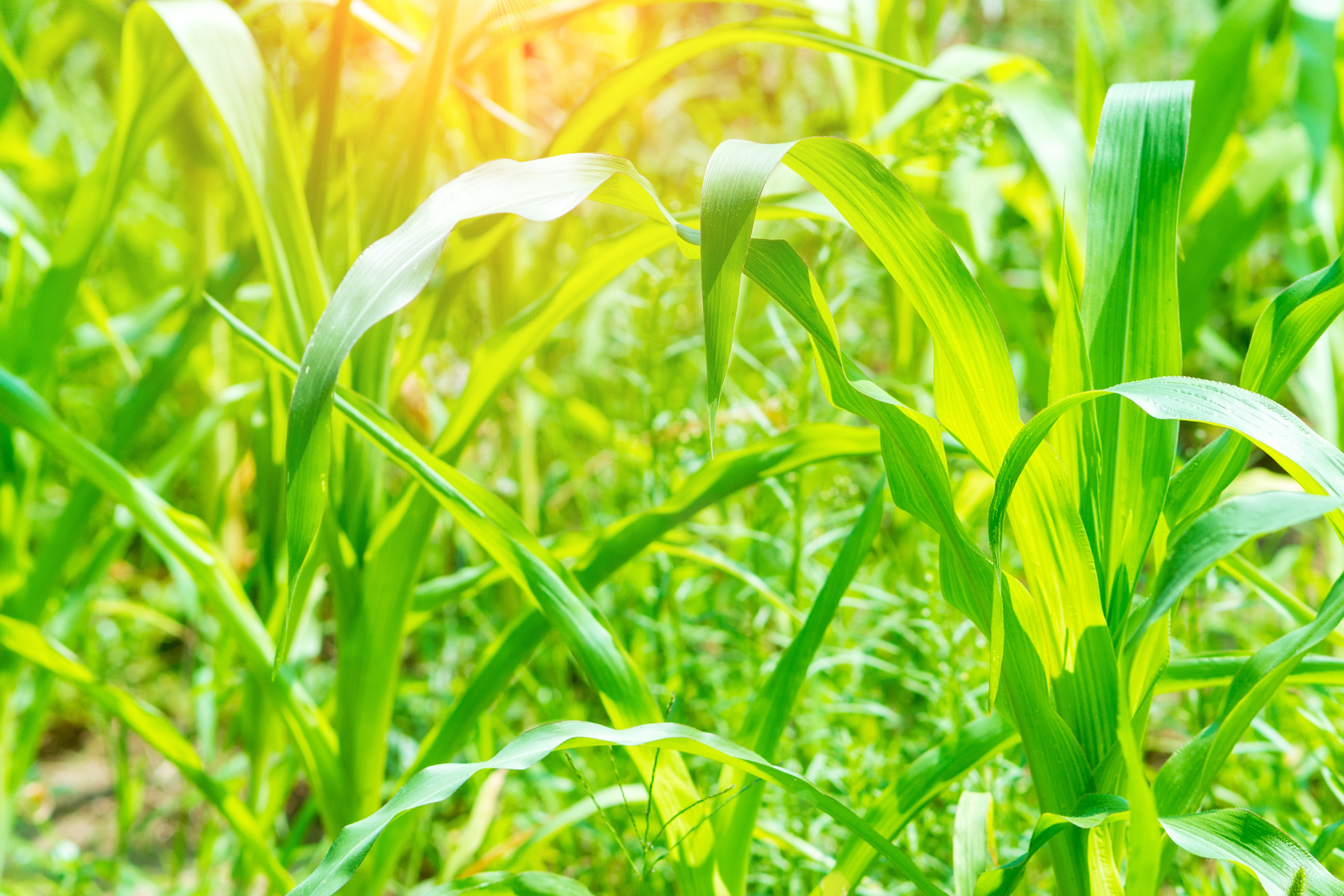 Природа. Предметный фотограф/видеограф Алексей Филатов, г. Тюмень