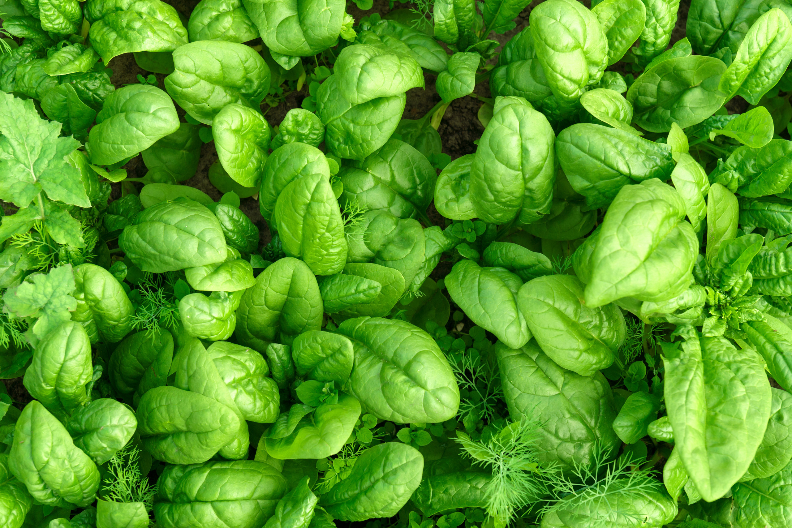 Природа. Предметный фотограф/видеограф Алексей Филатов, г. Тюмень