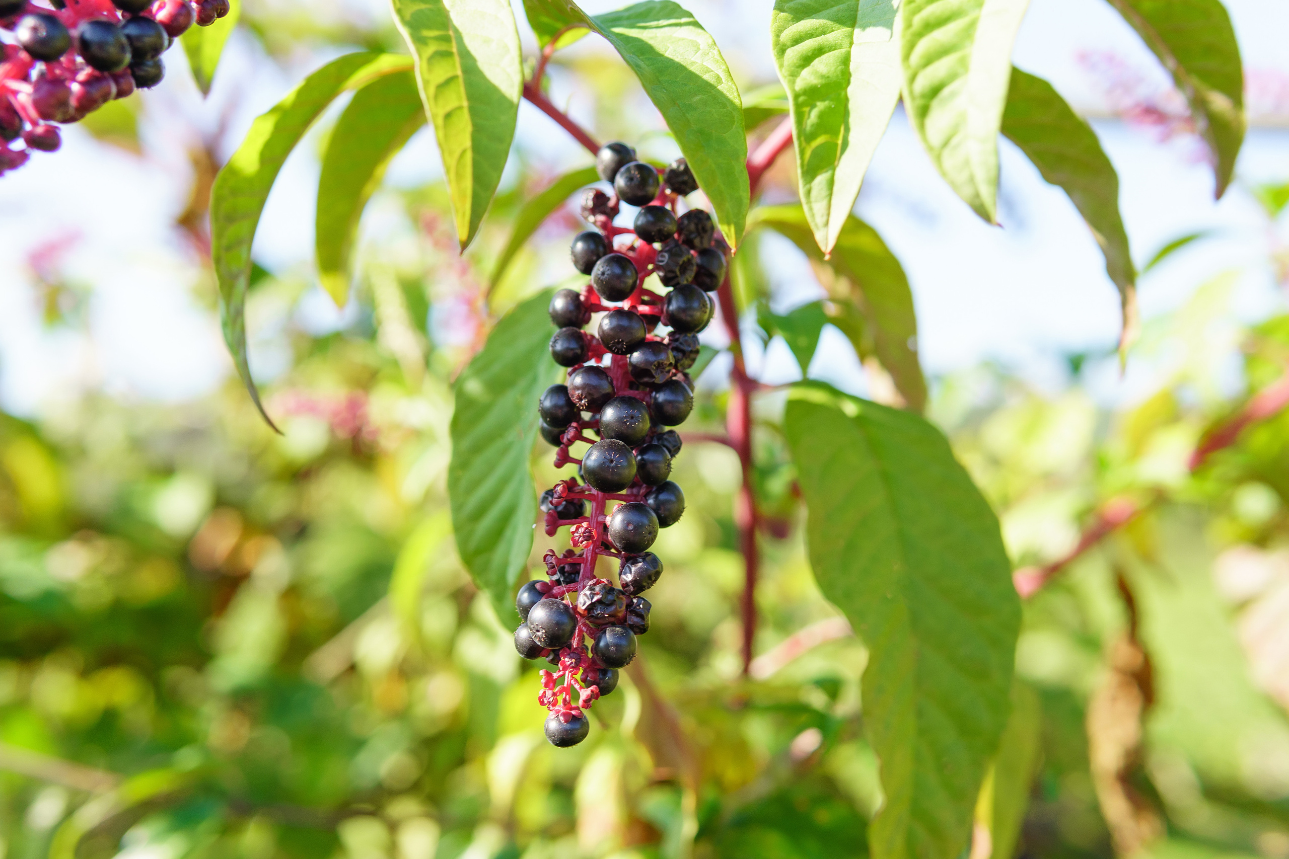 Природа. Предметный фотограф/видеограф Алексей Филатов, г. Тюмень