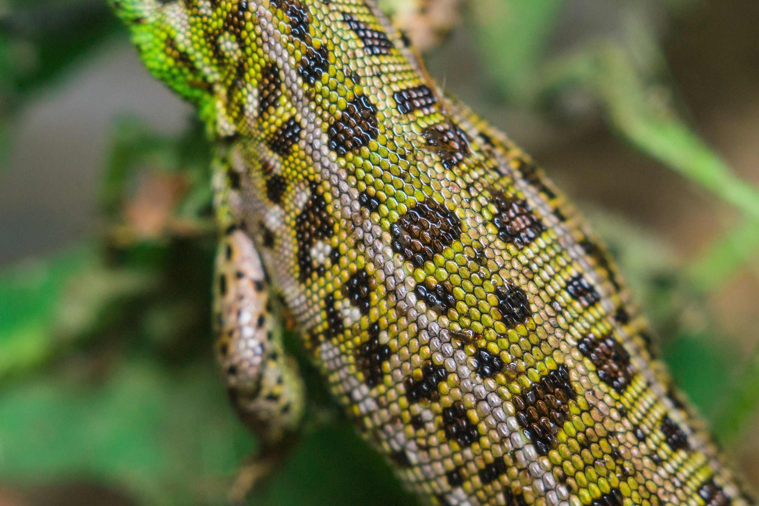 Макро. Предметный фотограф/видеограф Алексей Филатов, г. Тюмень