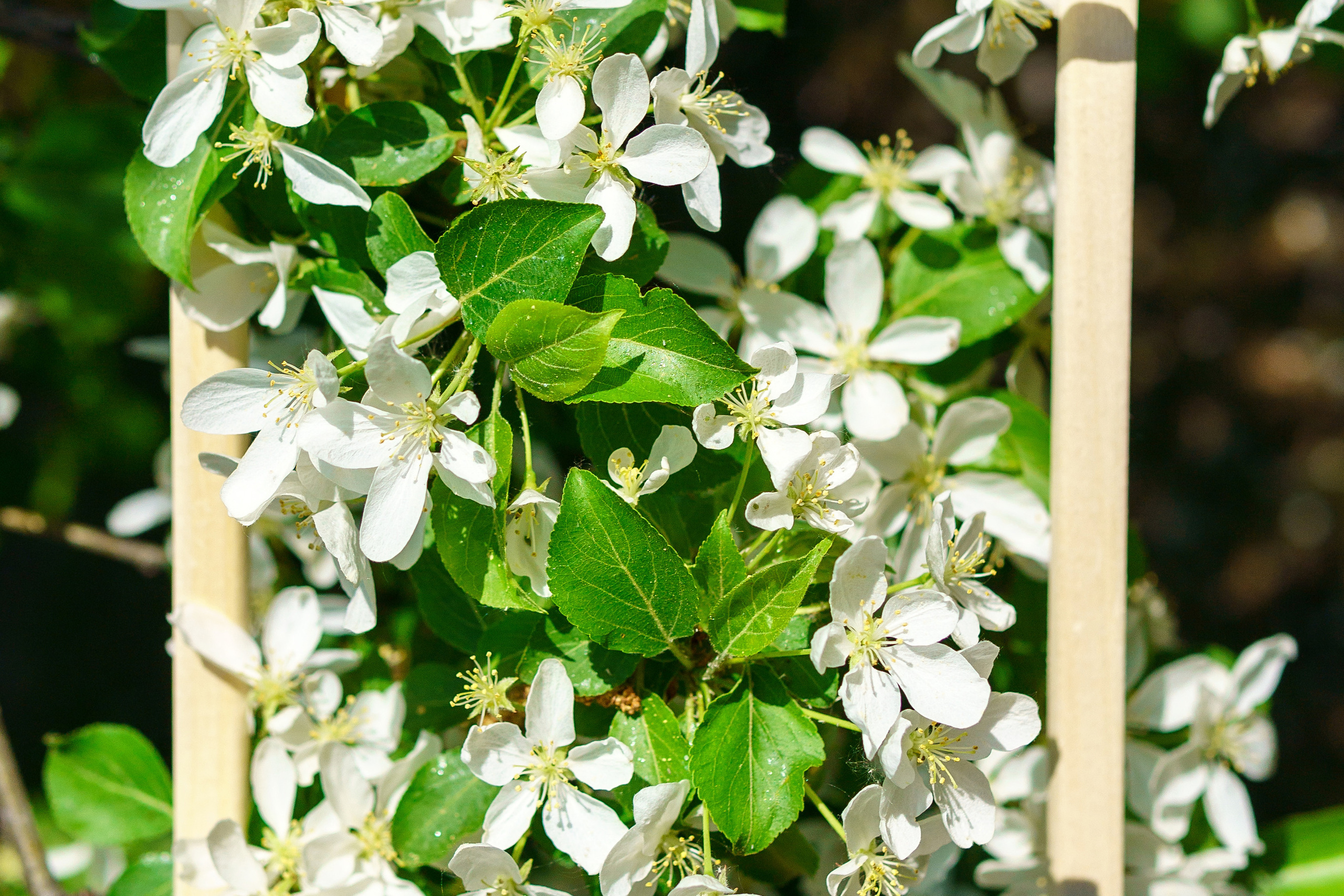 Природа. Предметный фотограф/видеограф Алексей Филатов, г. Тюмень