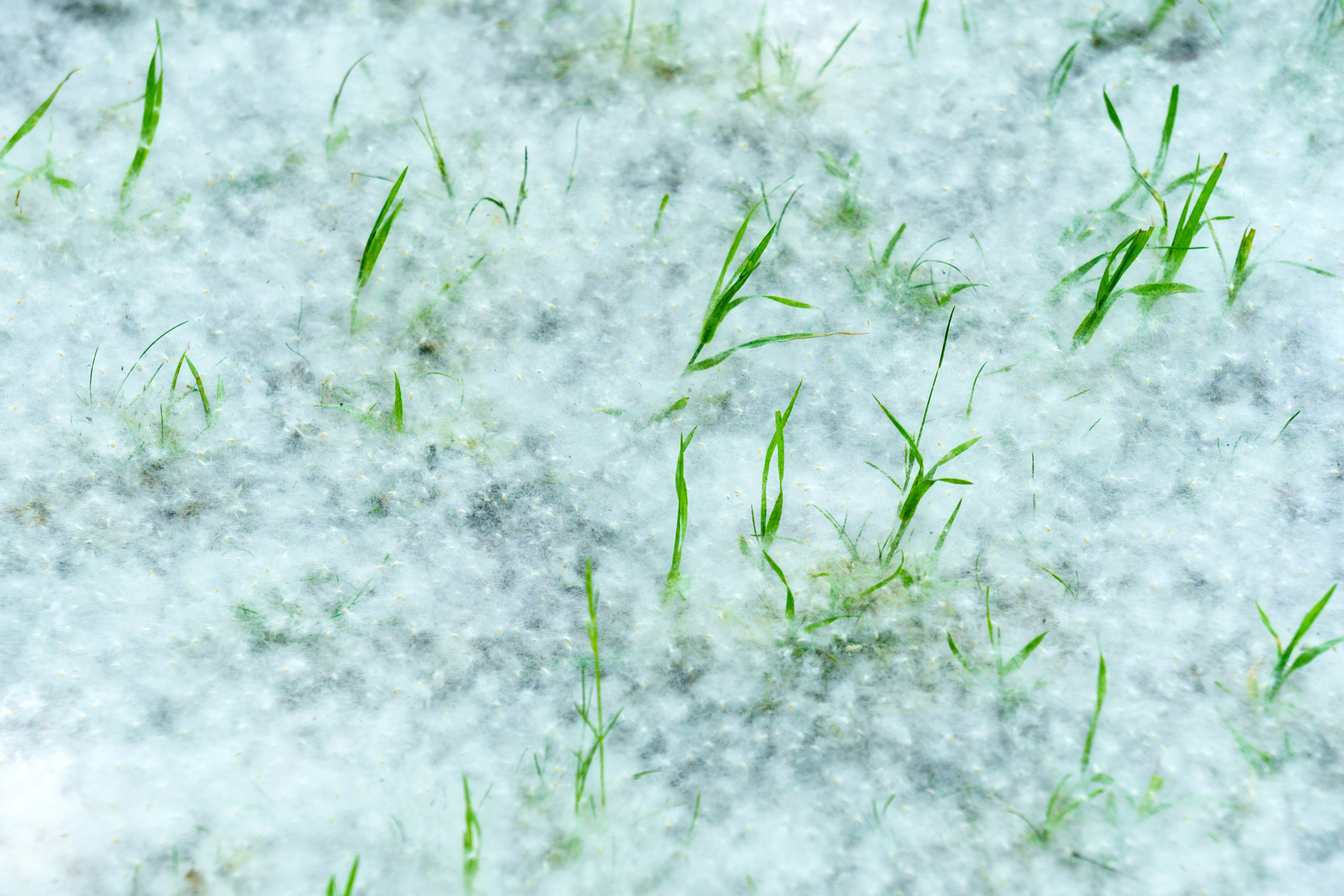 Природа. Предметный фотограф/видеограф Алексей Филатов, г. Тюмень