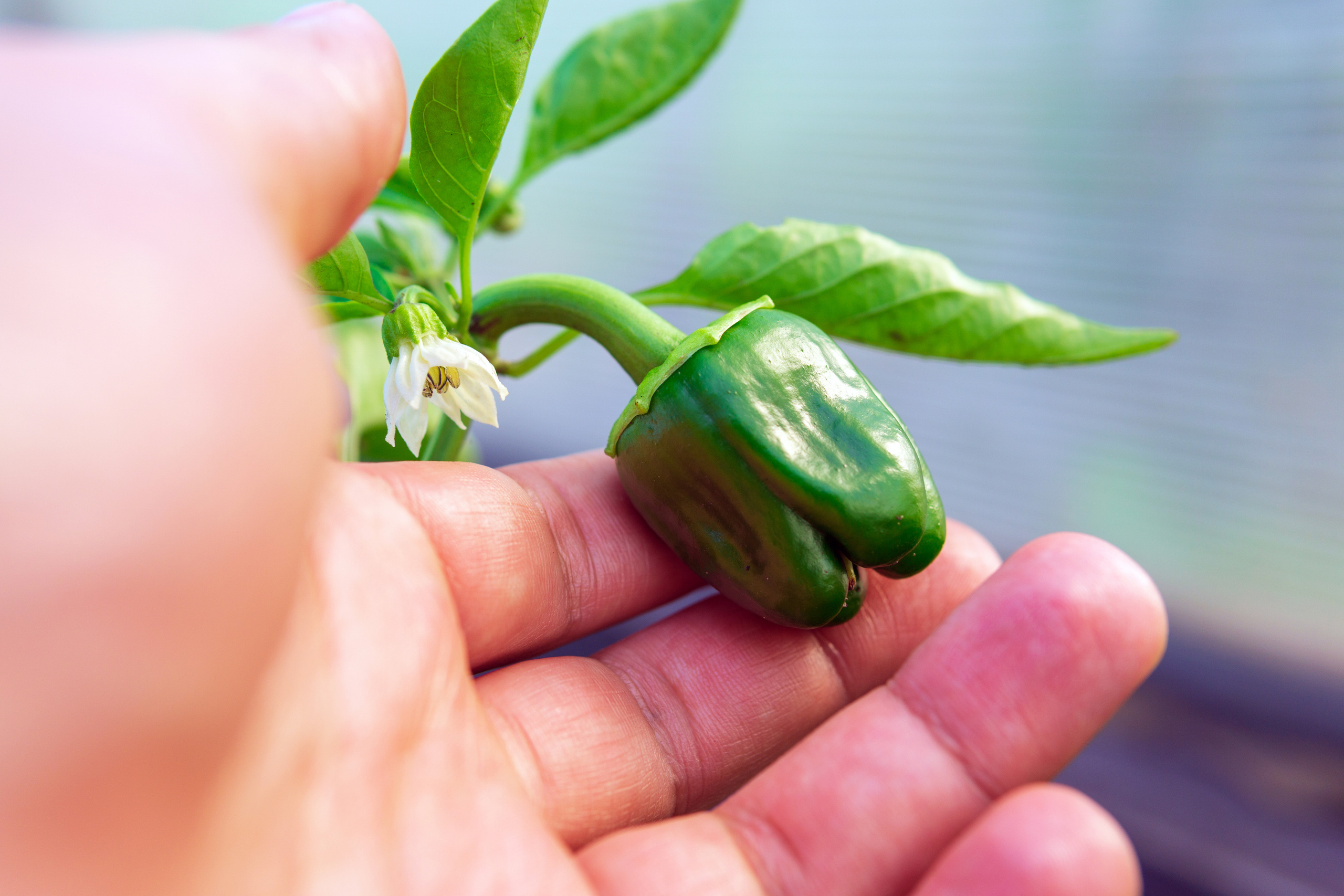 Природа. Предметный фотограф/видеограф Алексей Филатов, г. Тюмень