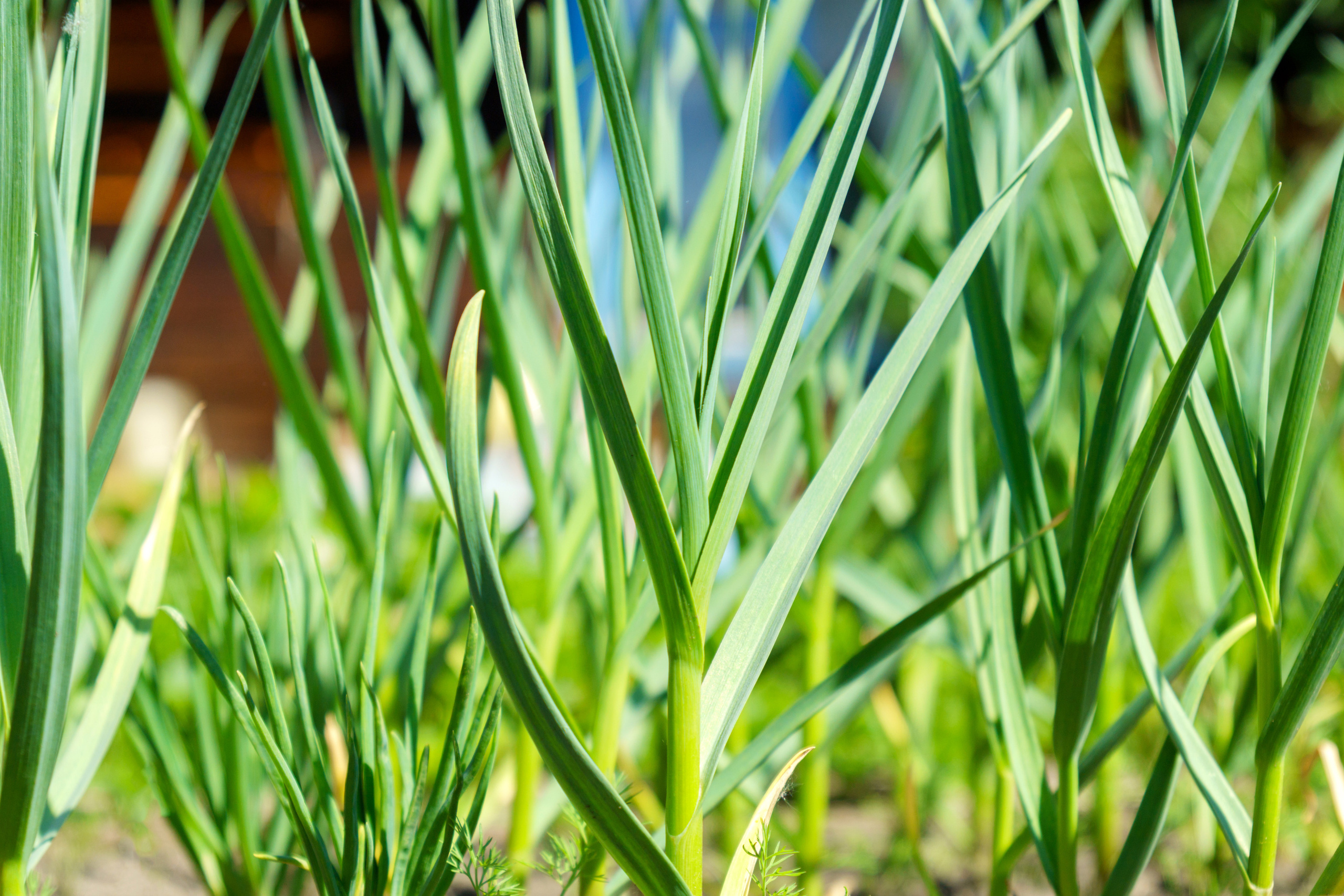 Природа. Предметный фотограф/видеограф Алексей Филатов, г. Тюмень