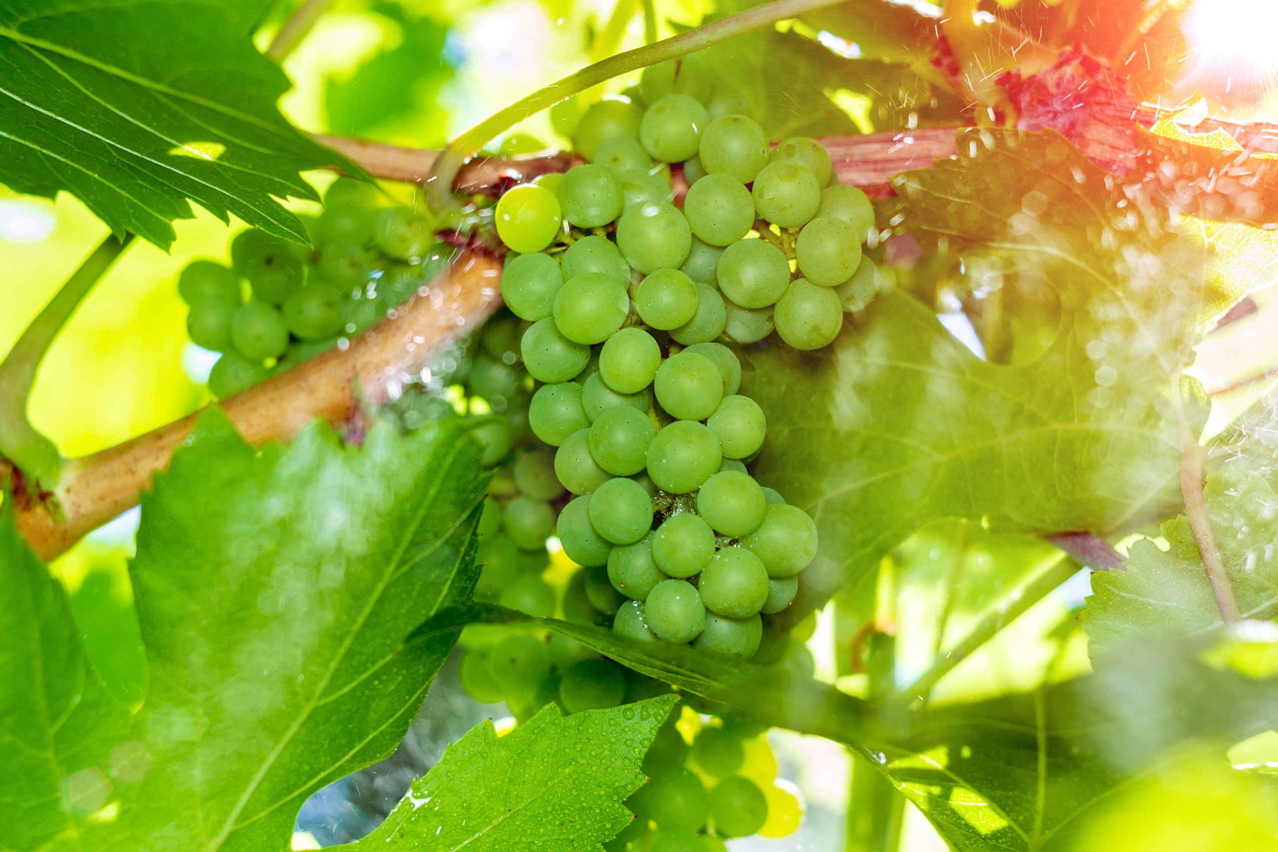 Природа. Предметный фотограф/видеограф Алексей Филатов, г. Тюмень