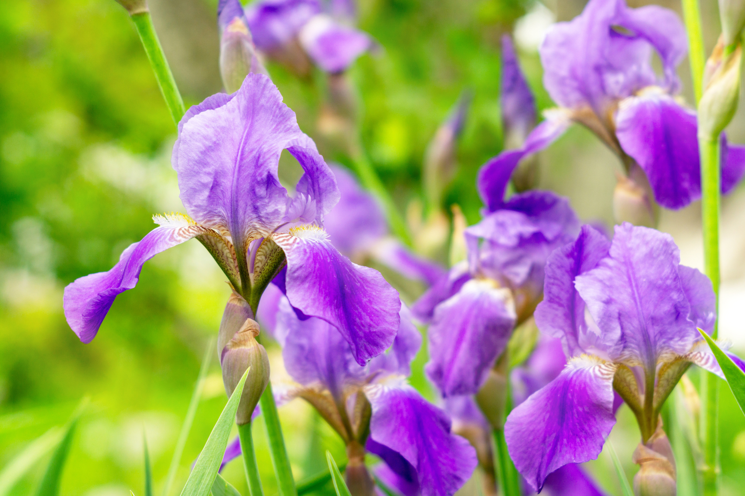 Природа. Предметный фотограф/видеограф Алексей Филатов, г. Тюмень