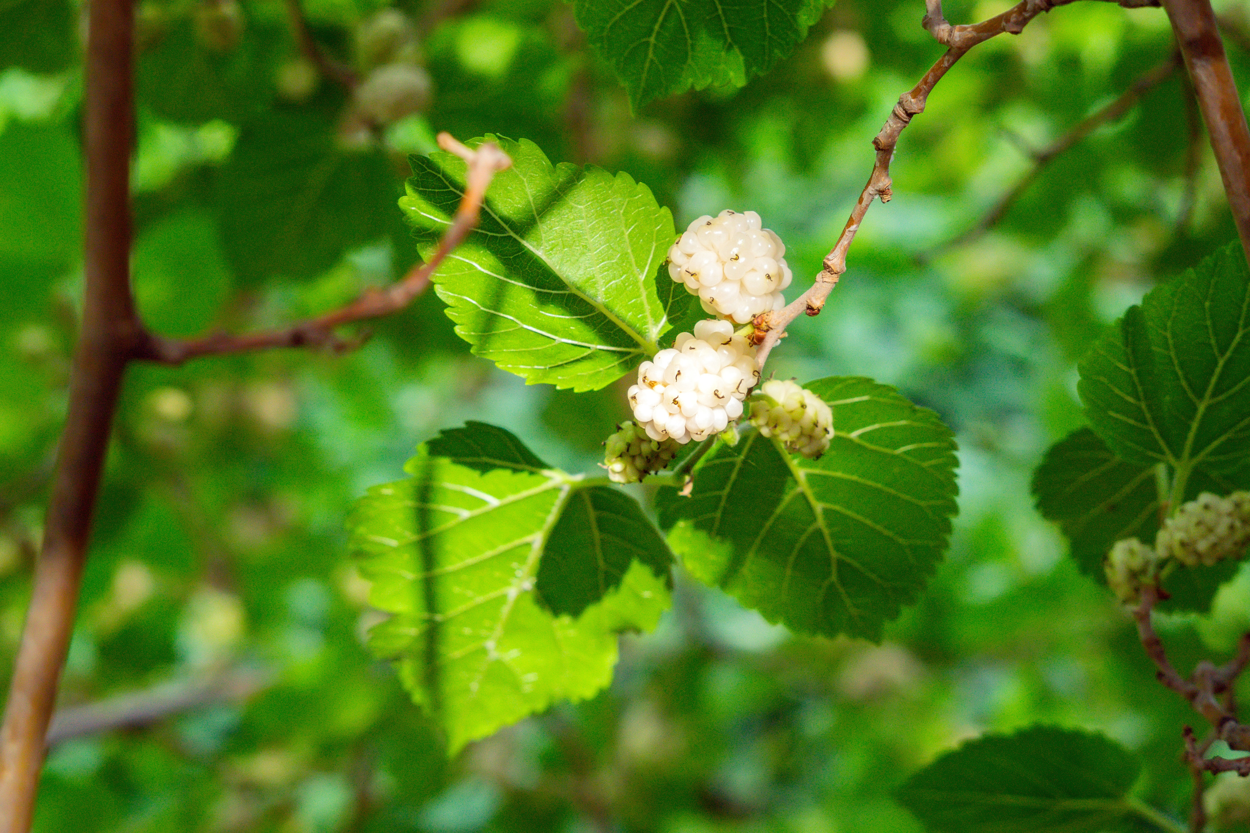 Природа. Предметный фотограф/видеограф Алексей Филатов, г. Тюмень