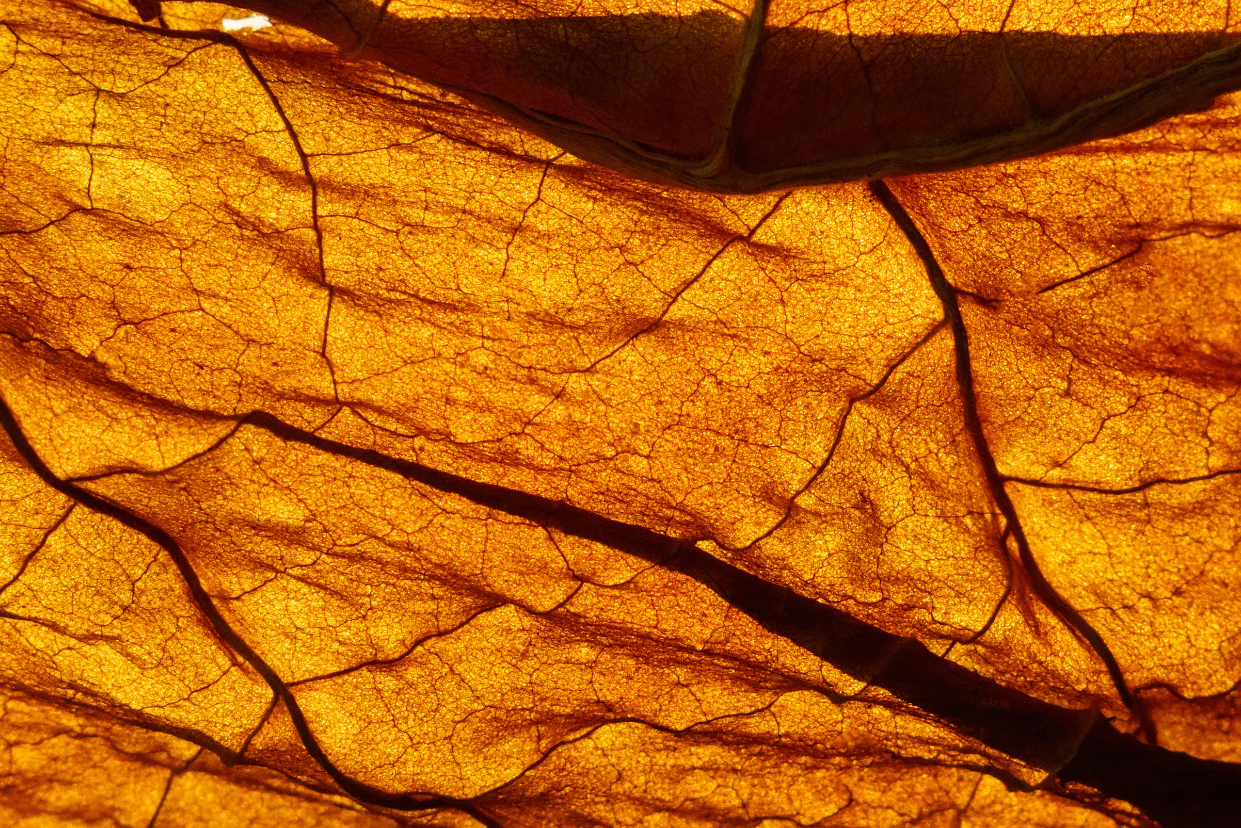 Природа. Предметный фотограф/видеограф Алексей Филатов, г. Тюмень