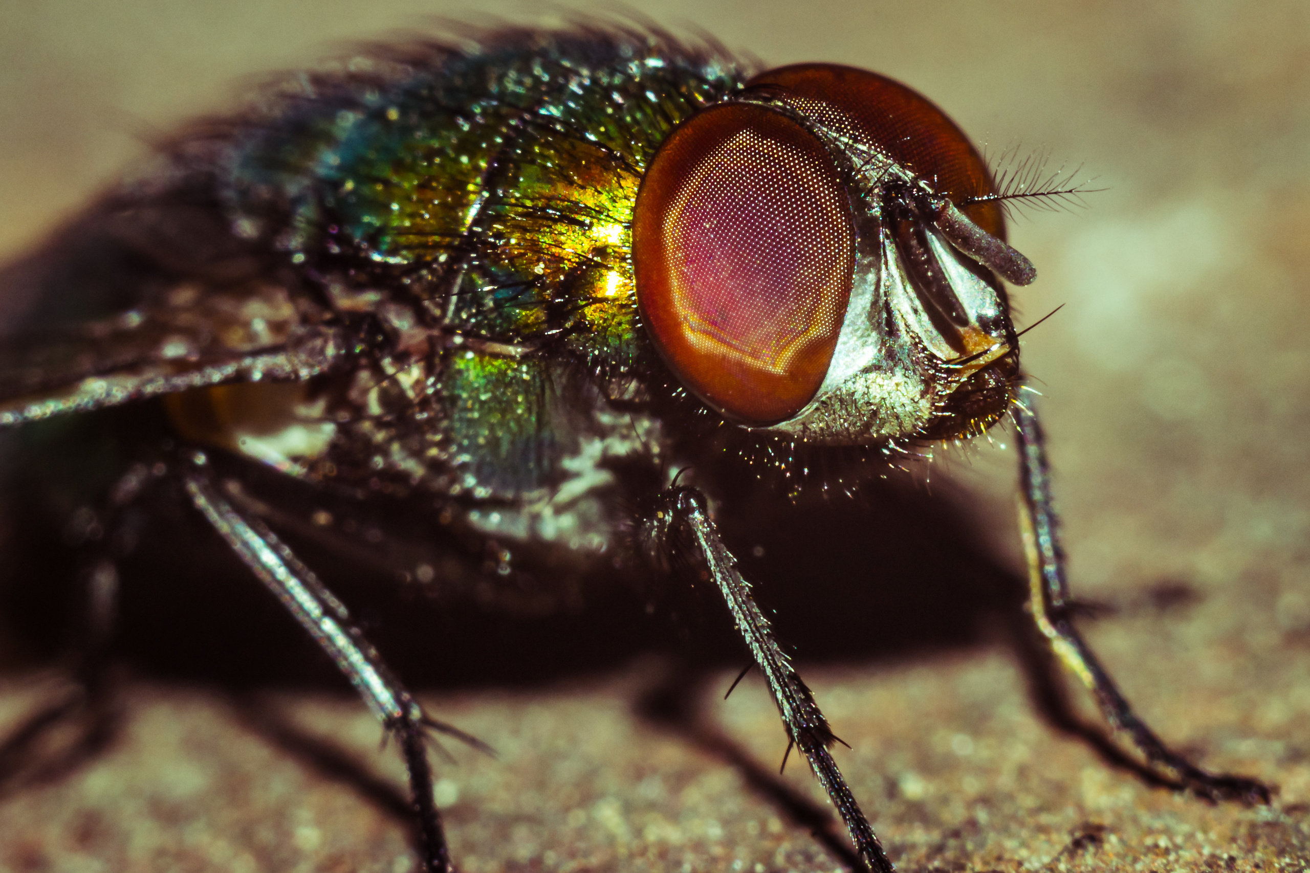 Макро. Предметный фотограф/видеограф Алексей Филатов, г. Тюмень