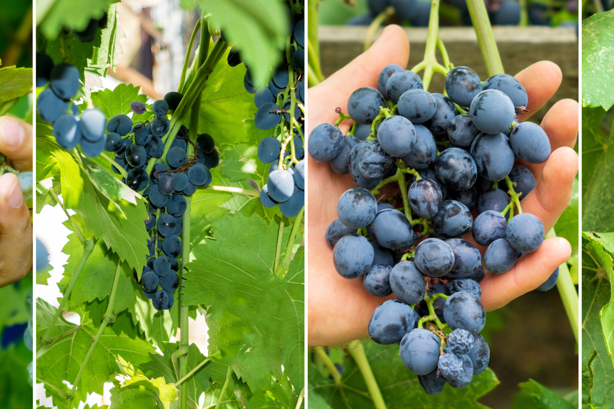 Коллаж. Предметный фотограф/видеограф Алексей Филатов, г. Тюмень